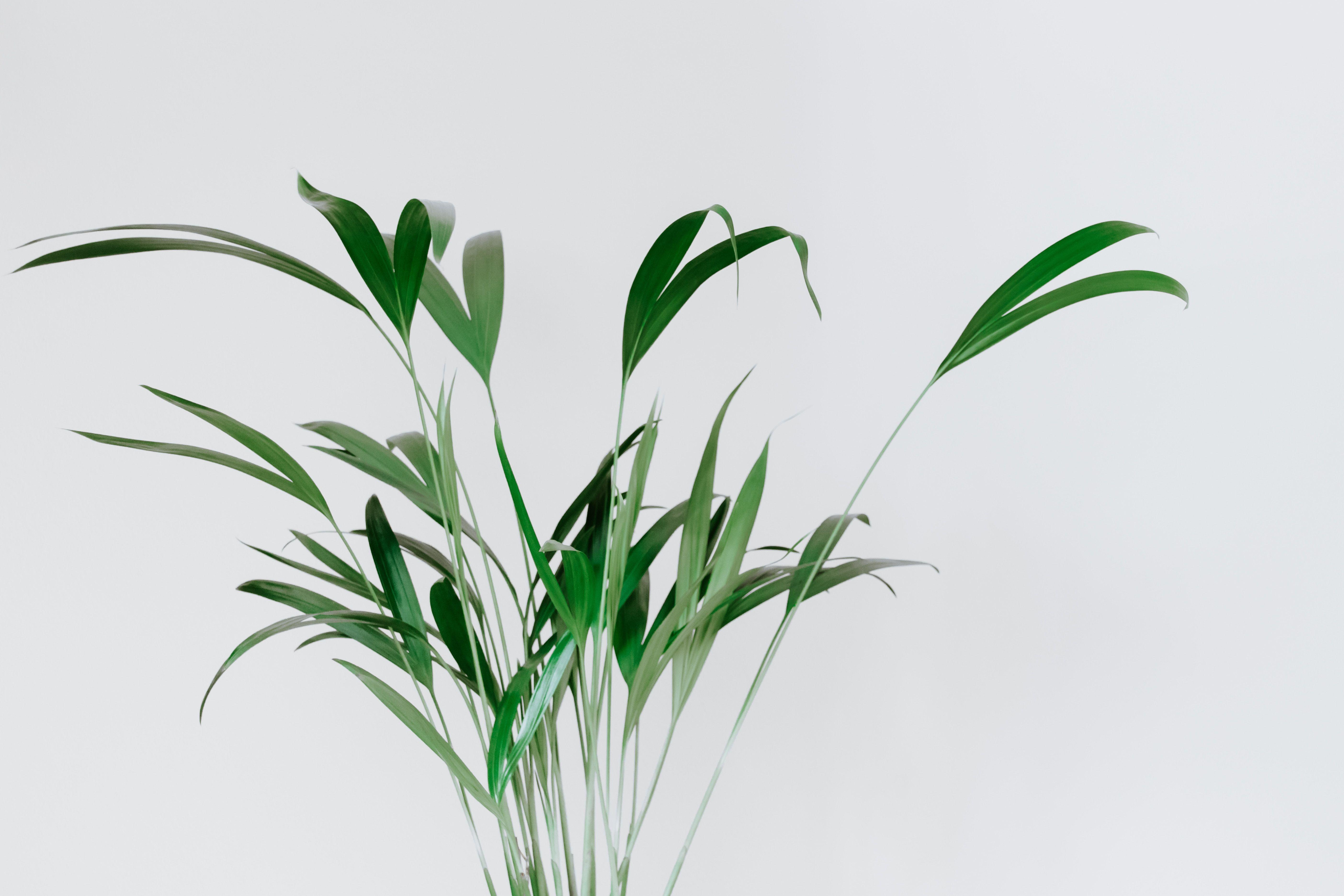 Minimal Plant Wallpapers - Top Free Minimal Plant Backgrounds