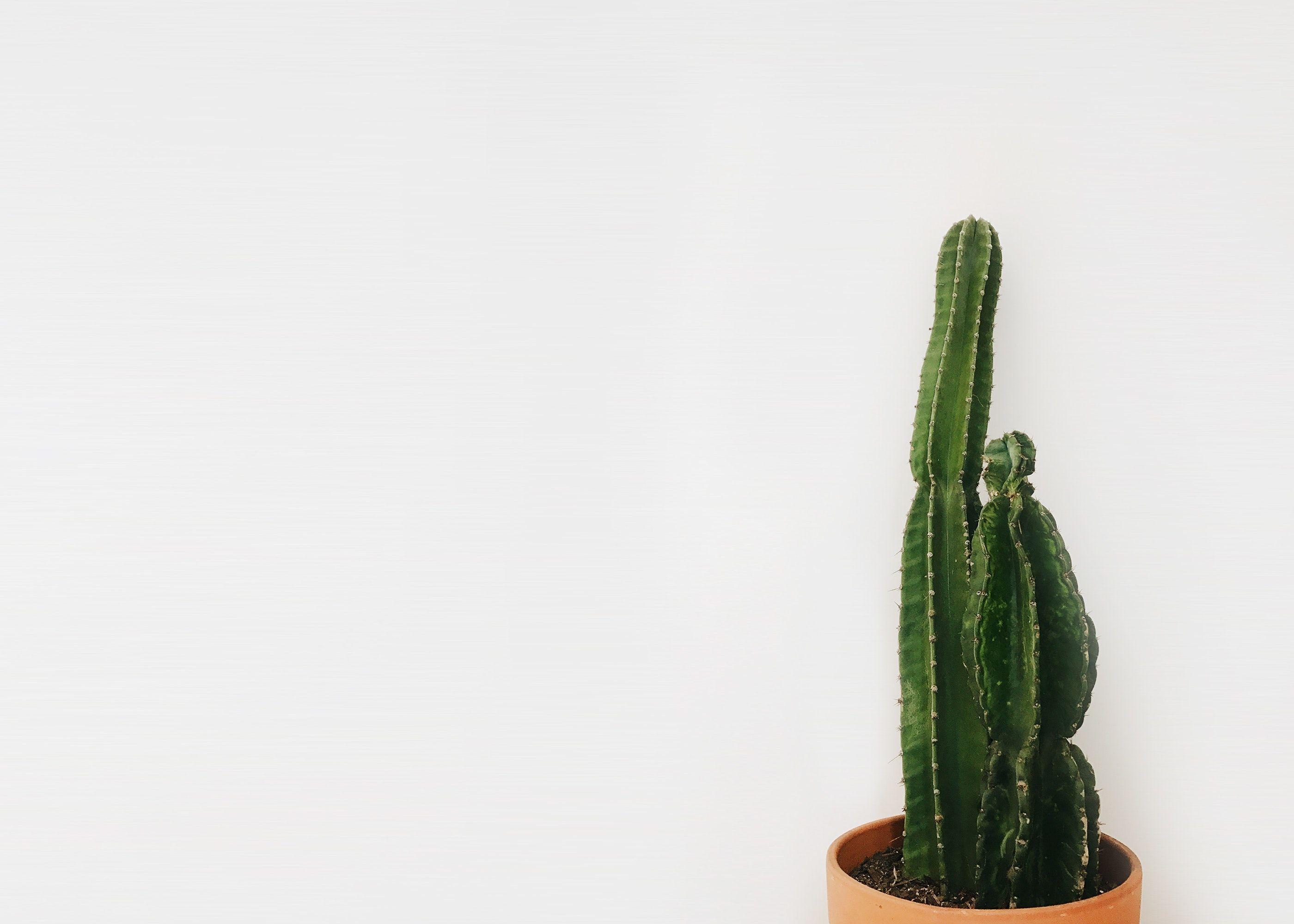 2800x2000 Free of cactus, cactus plant, minimal