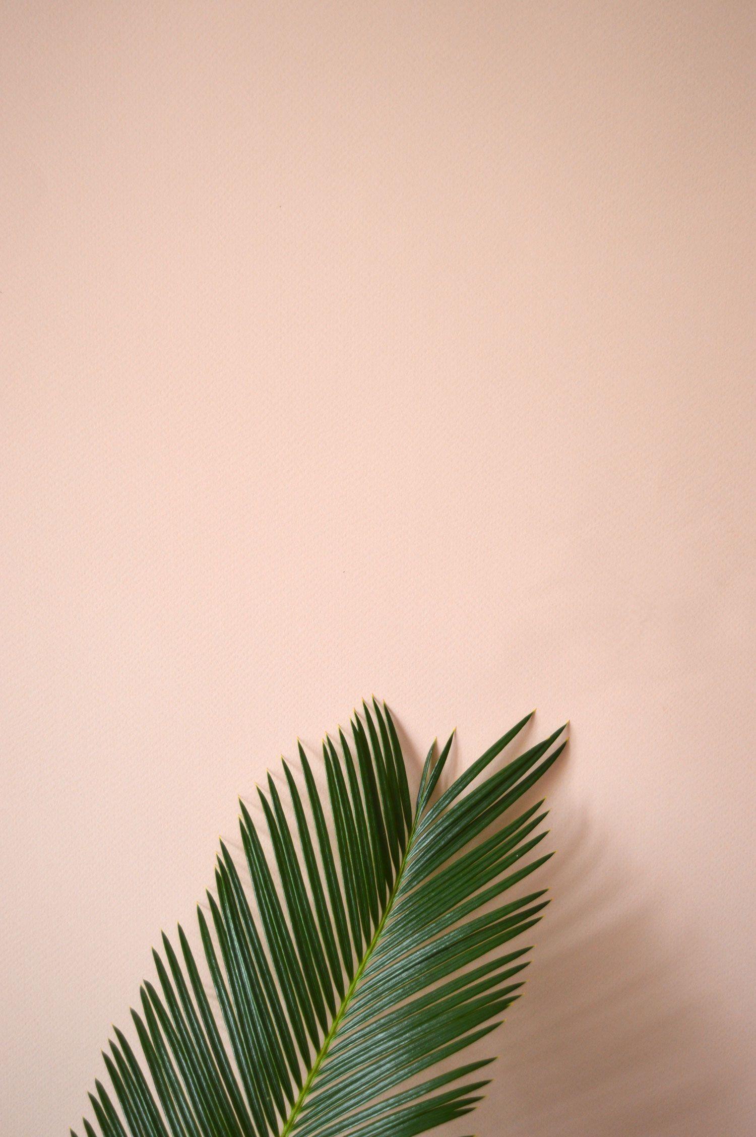 1500x2256 urban jungle bloggers. Plant wallpaper, Plants, Plant aesthetic