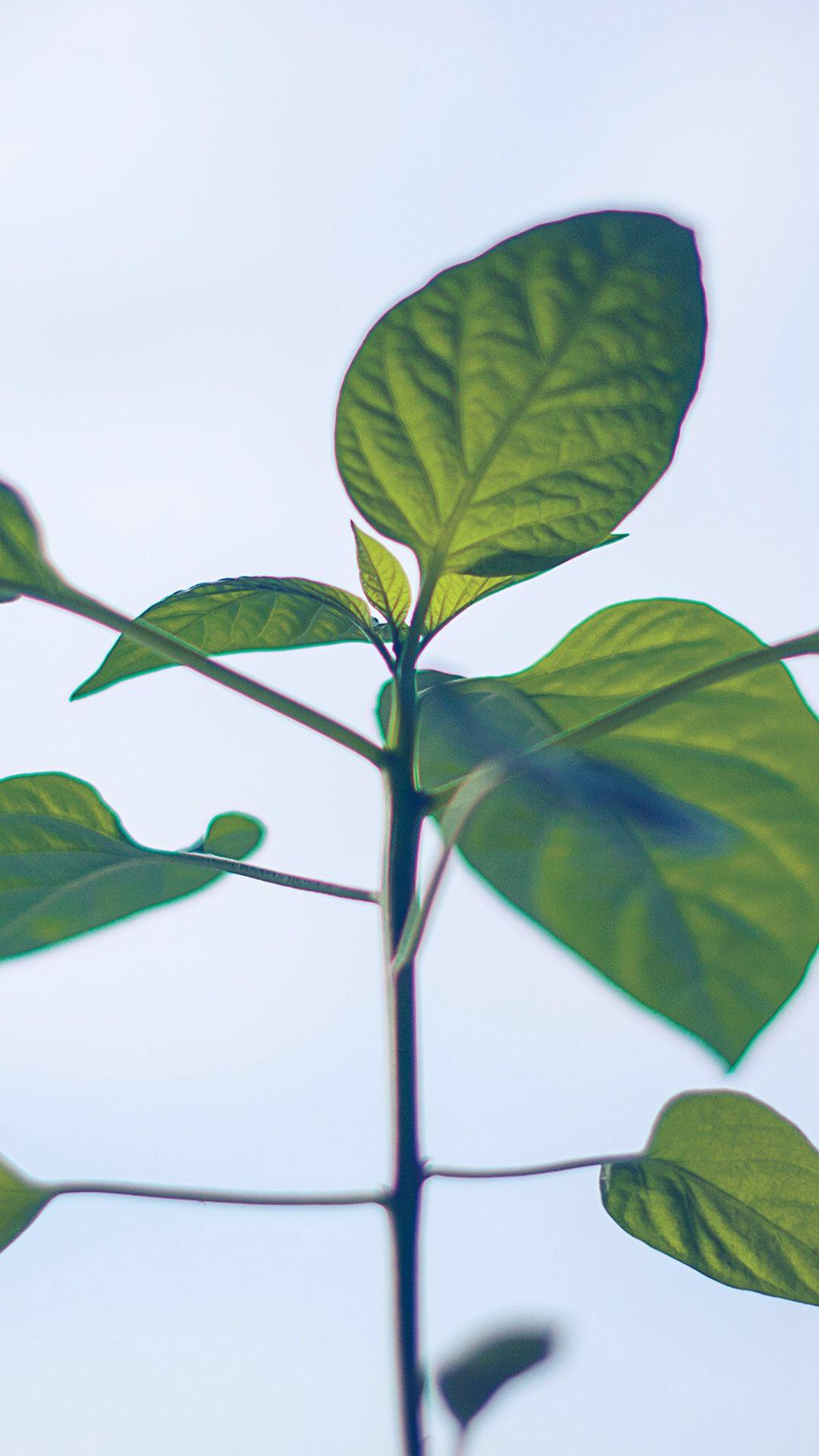 1080x1920 Flower Leaf Green Simple Minimal Nature iPhone 8 Wallpaper Free