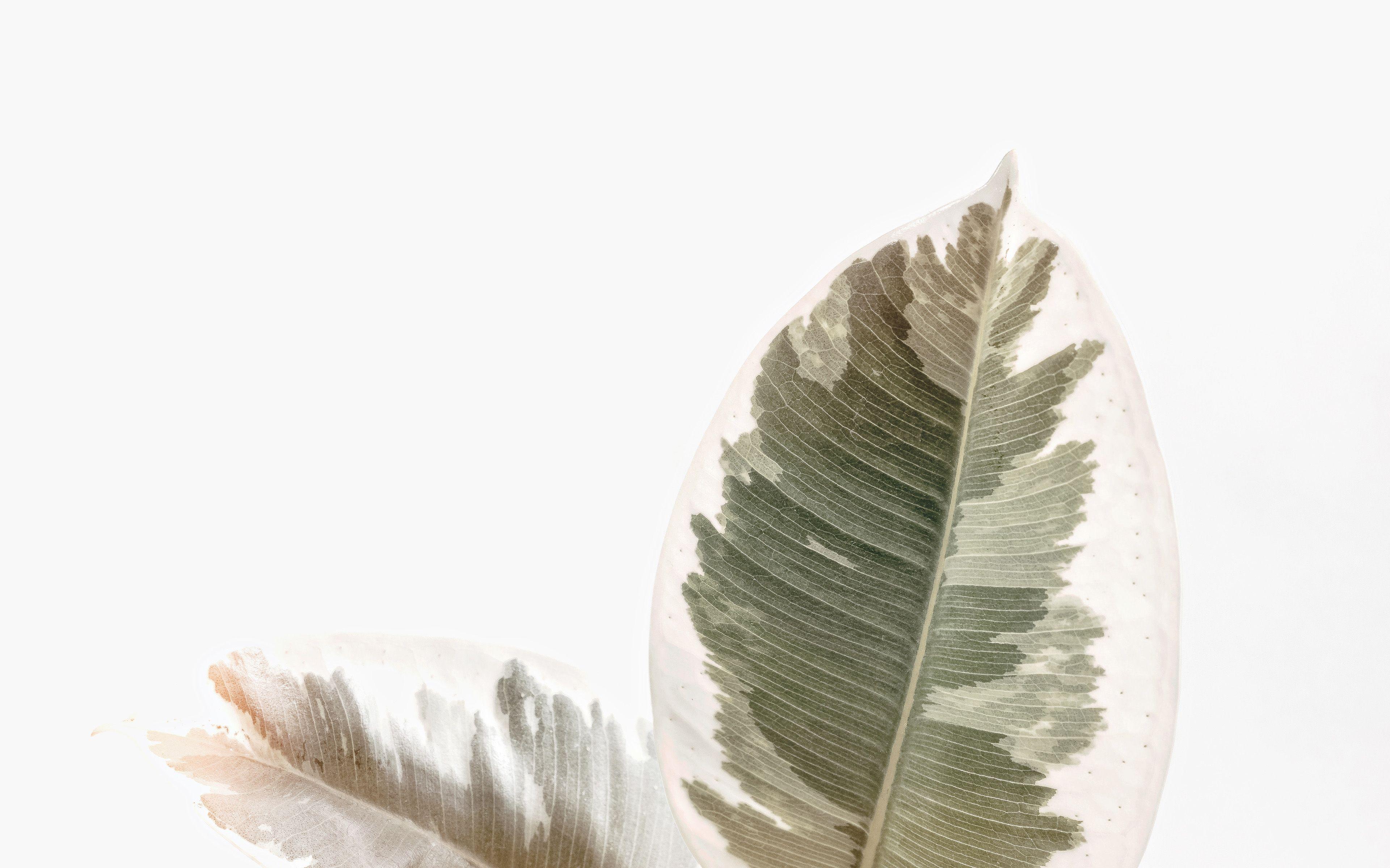 3840x2400 White Minimal Simple Leaf Nature Wallpaper