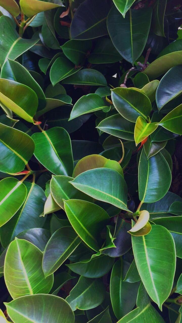 720x1280 Wallpaper plants image