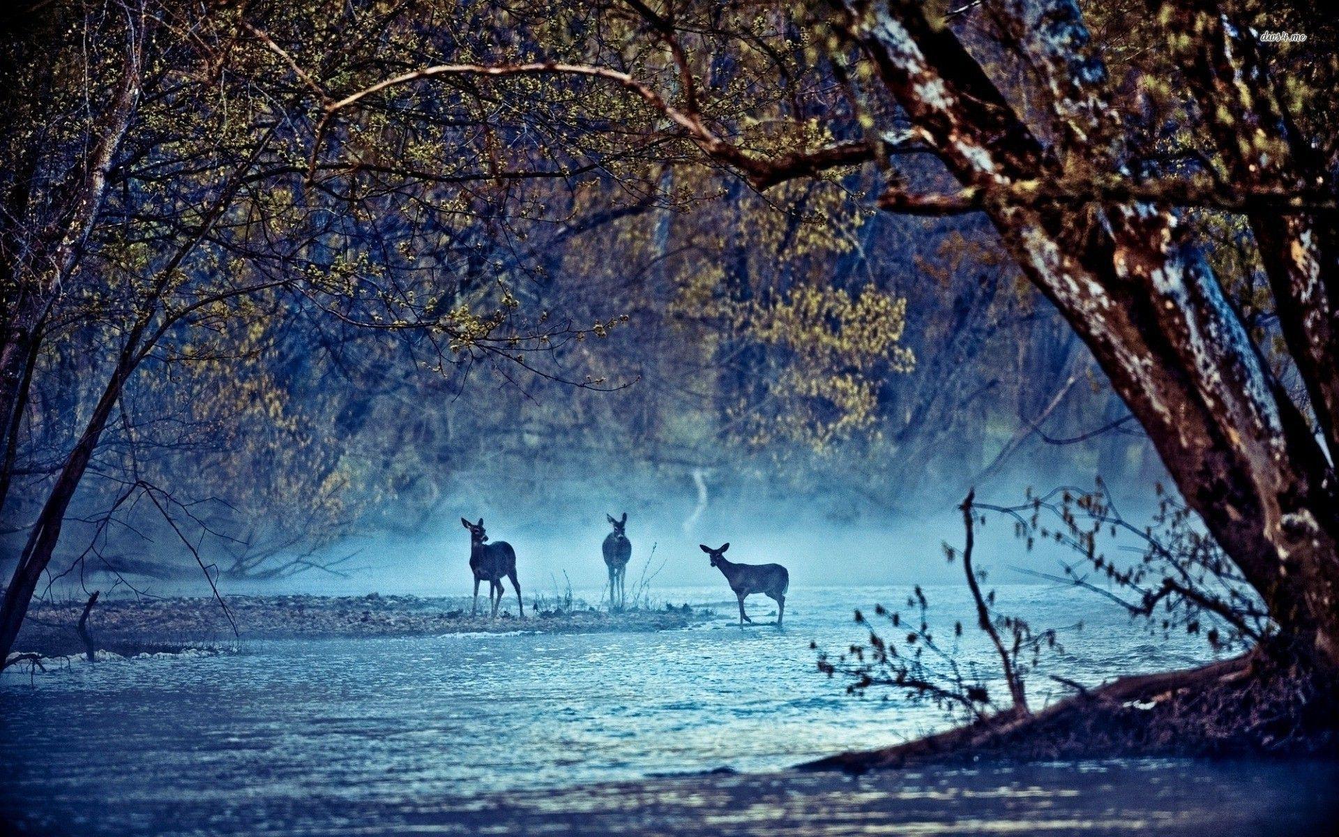 1920x1200 Image result for stream wallpaper. Amazing Forests