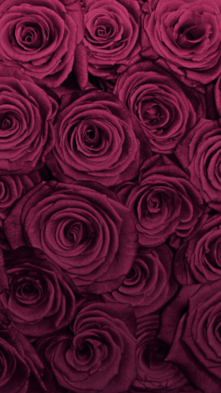 Wallpaper Roses dark red Drops flower Closeup