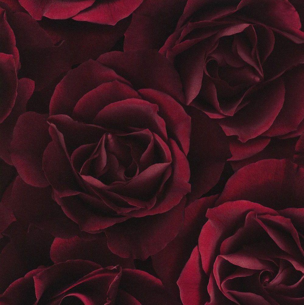 Maroon Roses Wallpapers on WallpaperDog