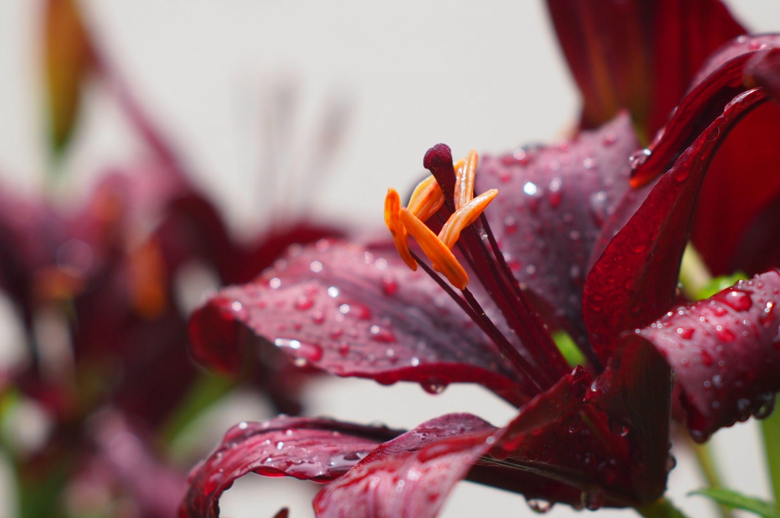 Burgundy Flowers Wallpapers - Top Free Burgundy Flowers Backgrounds