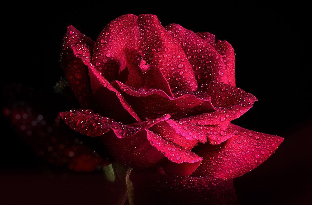 Premium Photo  Burgundy rose with water drops on a black background  generative ai