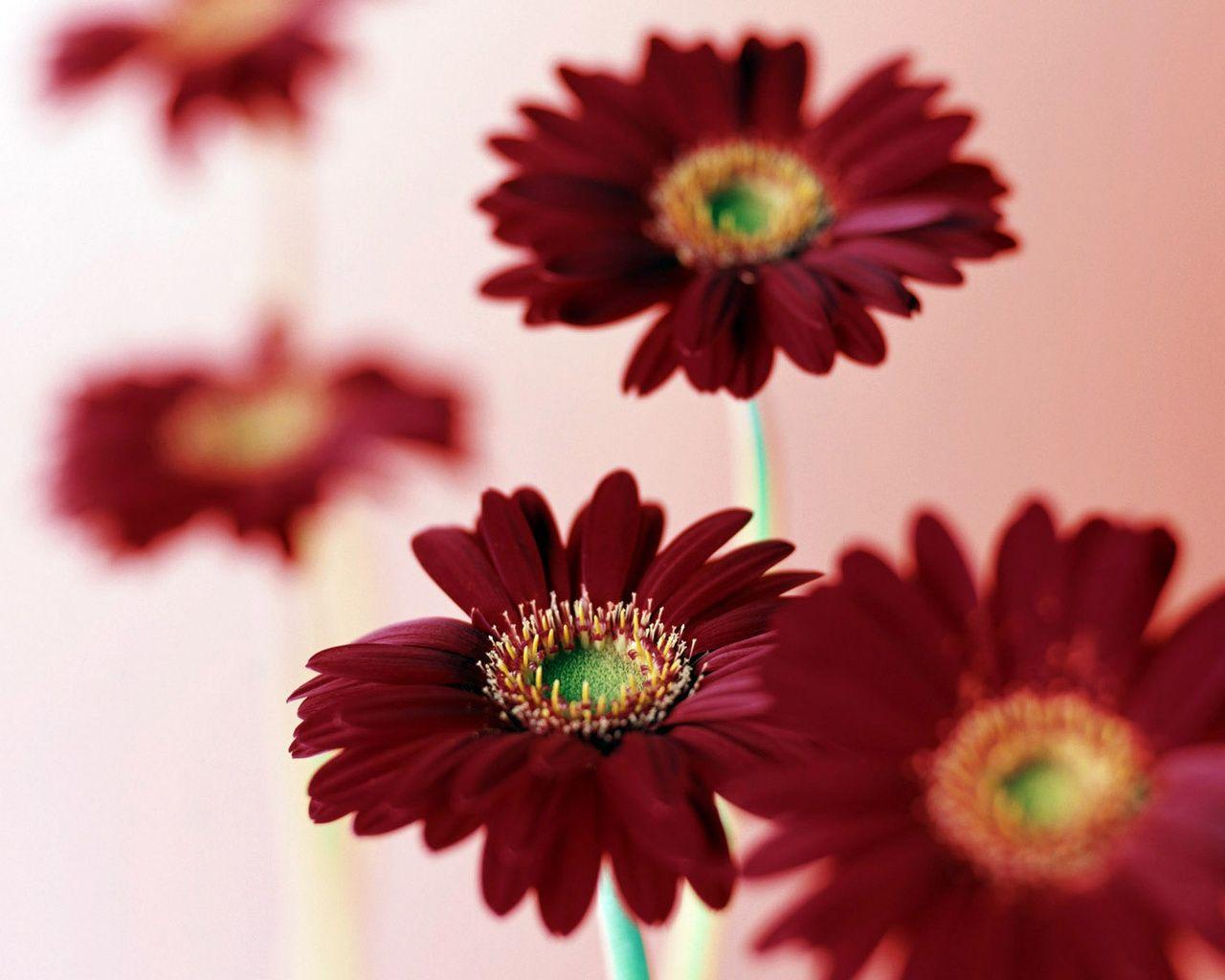 1280x1024 Free download Picture Burgundy gerbera Flowers download desktop