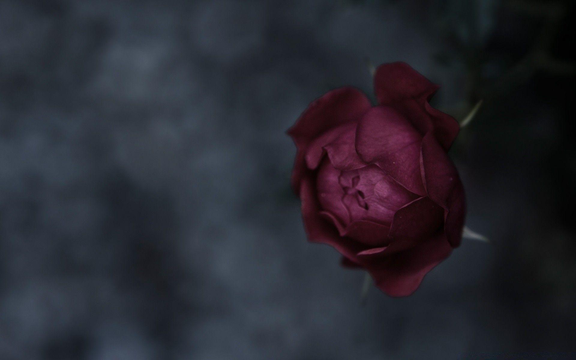 1920x1200 Burgundy Rose