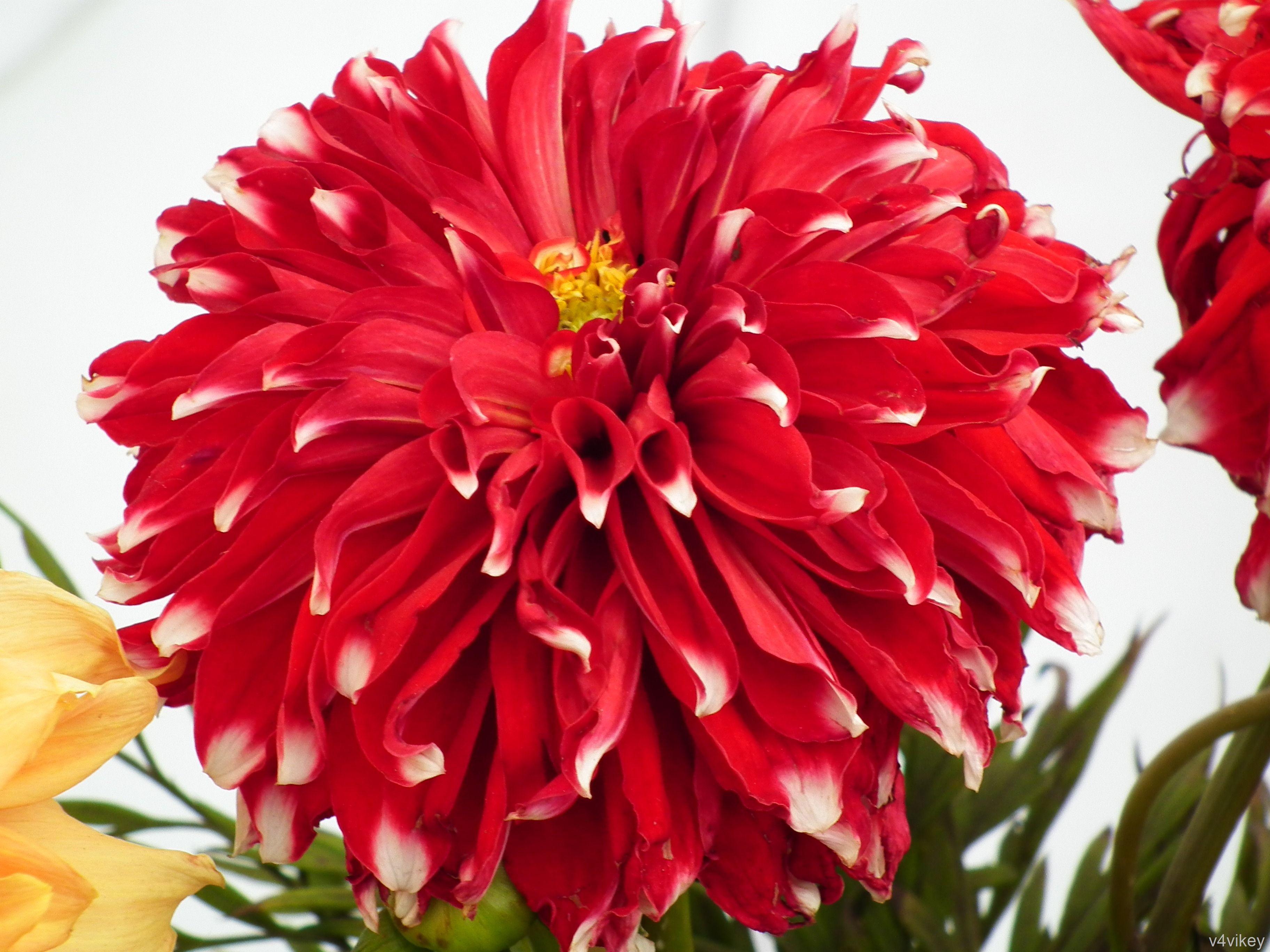 3648x2736 Red Checker Big Dahlia Flower is one of the most consistent