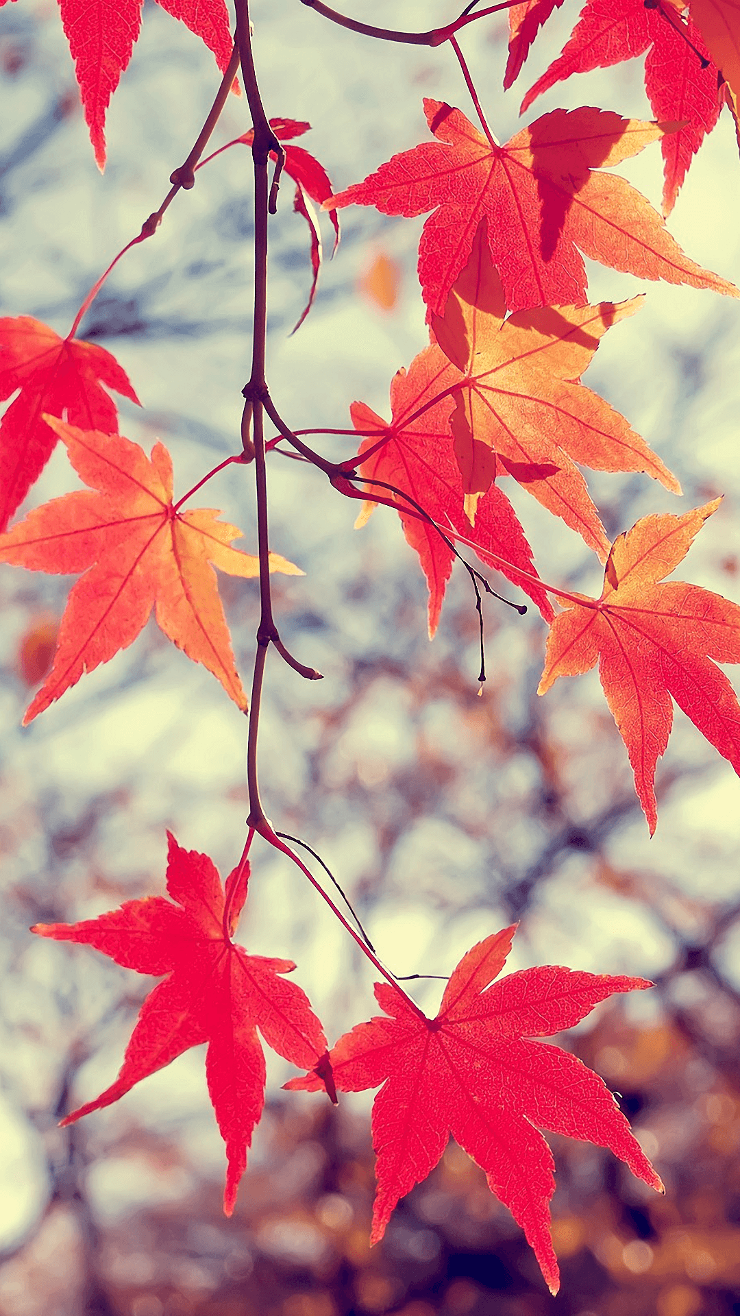 1080x1920 Maple Wallpaper