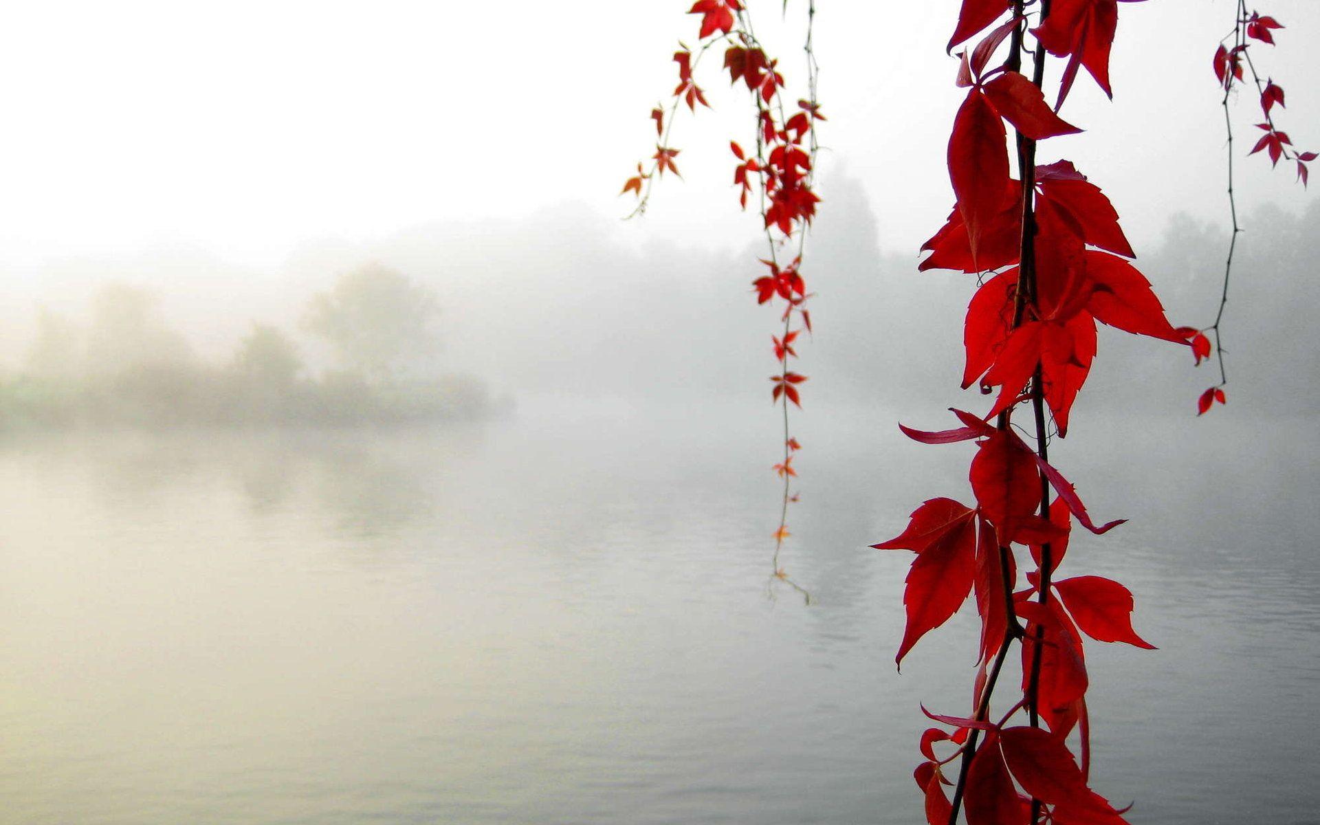 1920x1200 Maple Wallpaper for Desktop Handpicked Wallpaper's Collection