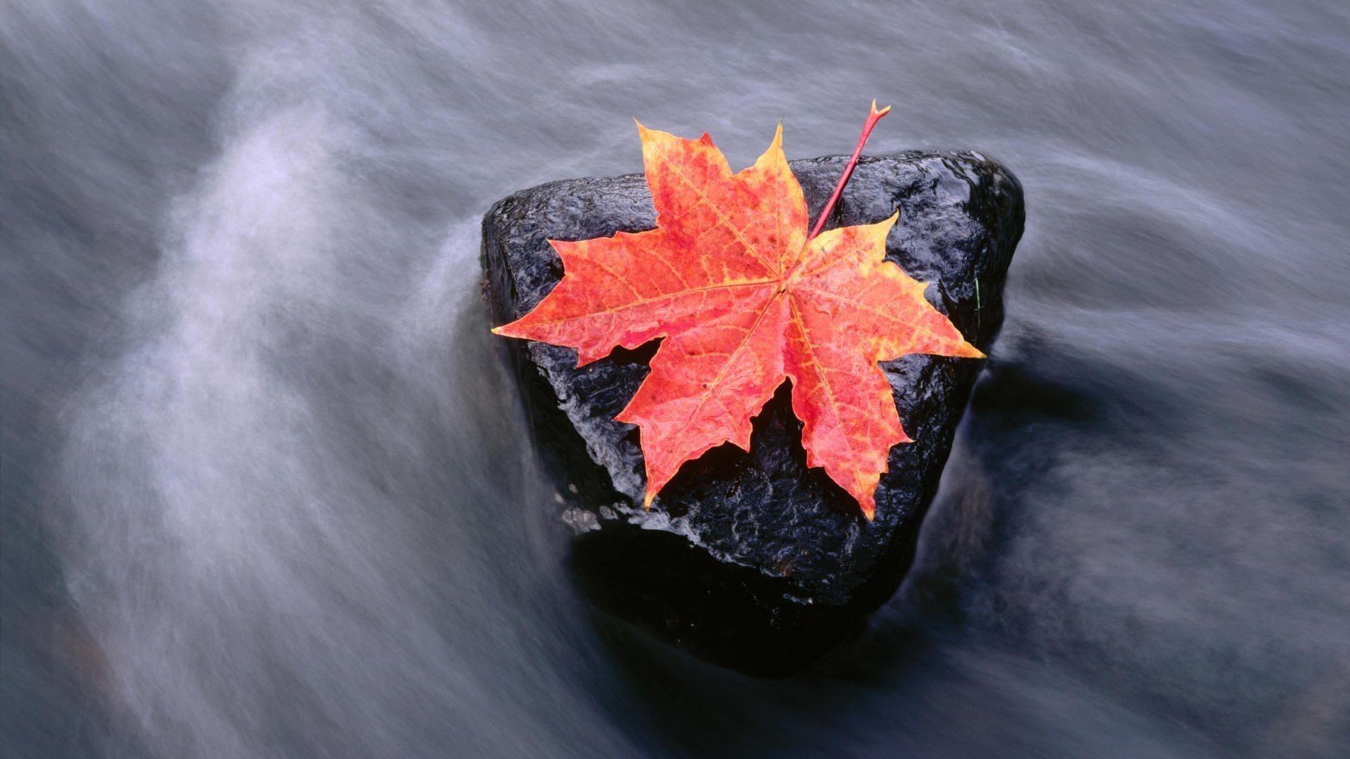 1920x1080 Maple Leaf Wallpaper