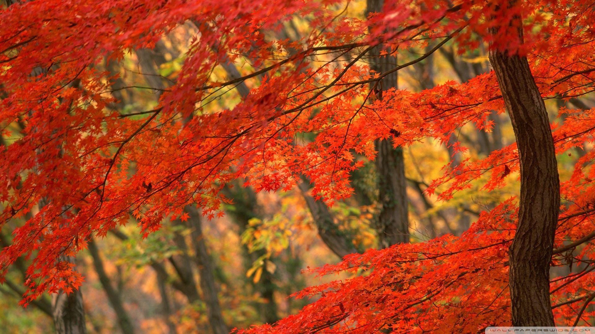 1920x1080 Free download Japanese Maple Japan Wallpaper 1920x1080 Japanese Maple Japan [1920x1080] for your Desktop, Mobile & Tablet. Explore Japanese Maple Wallpaper. Japanese Nature Wallpaper