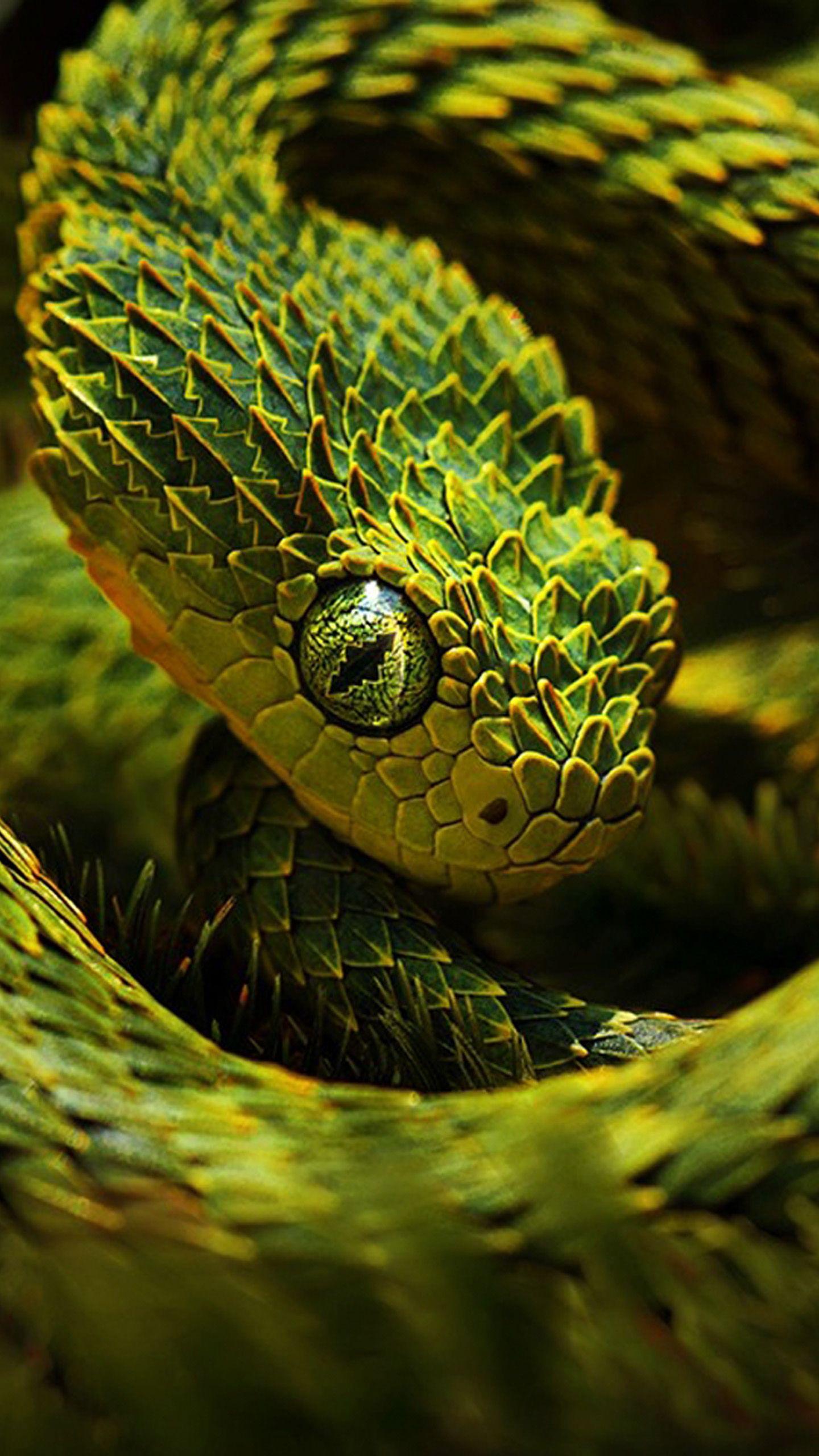 HD Snake Wallpapers - Top Free HD Snake Backgrounds - WallpaperAccess