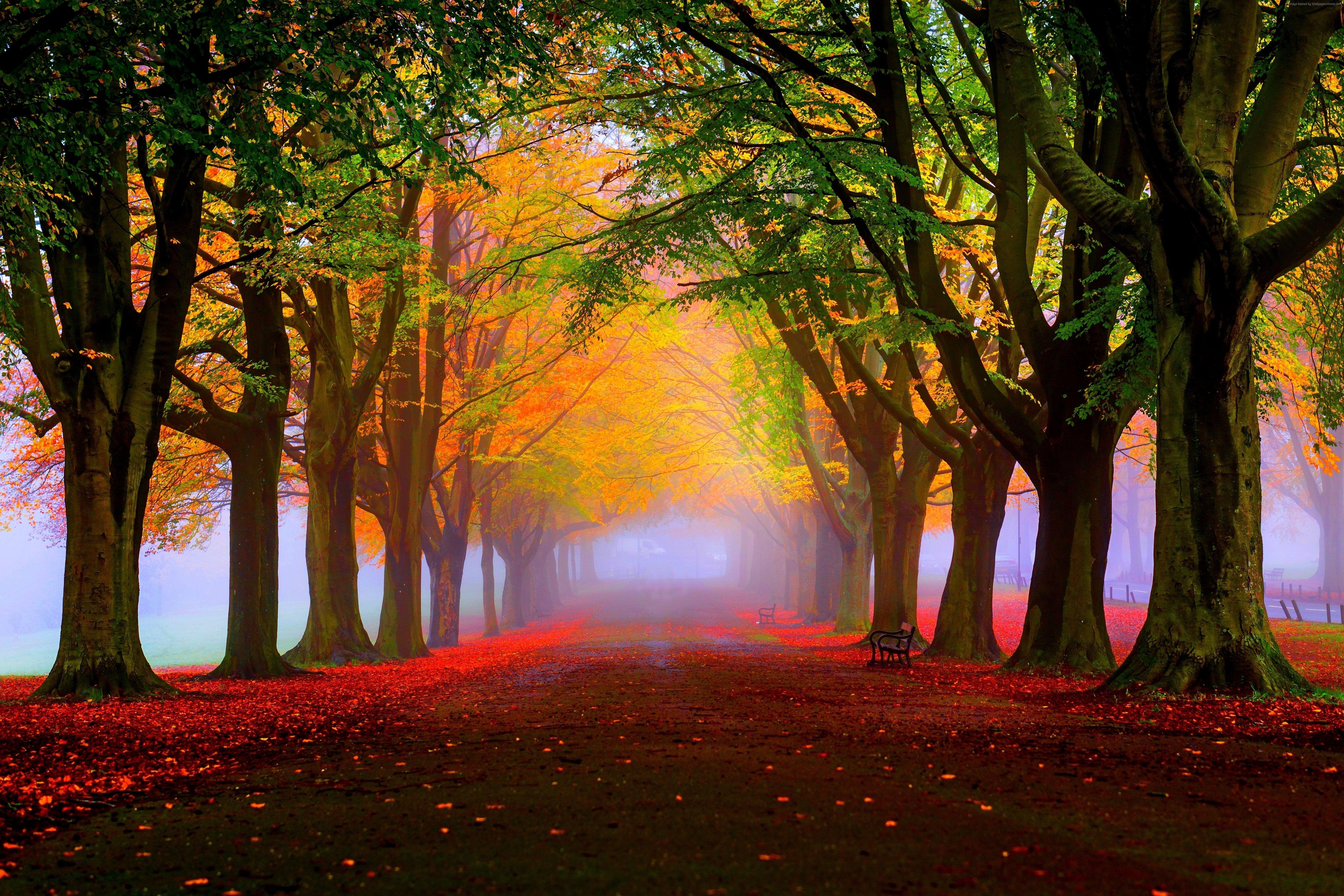 5833x3889 park k k #autumn k #leaves #trees #beautiful K #wallpaper #hdwallpaper #desktop. Tree HD wallpaper, Nature wallpaper, Fall wallpaper