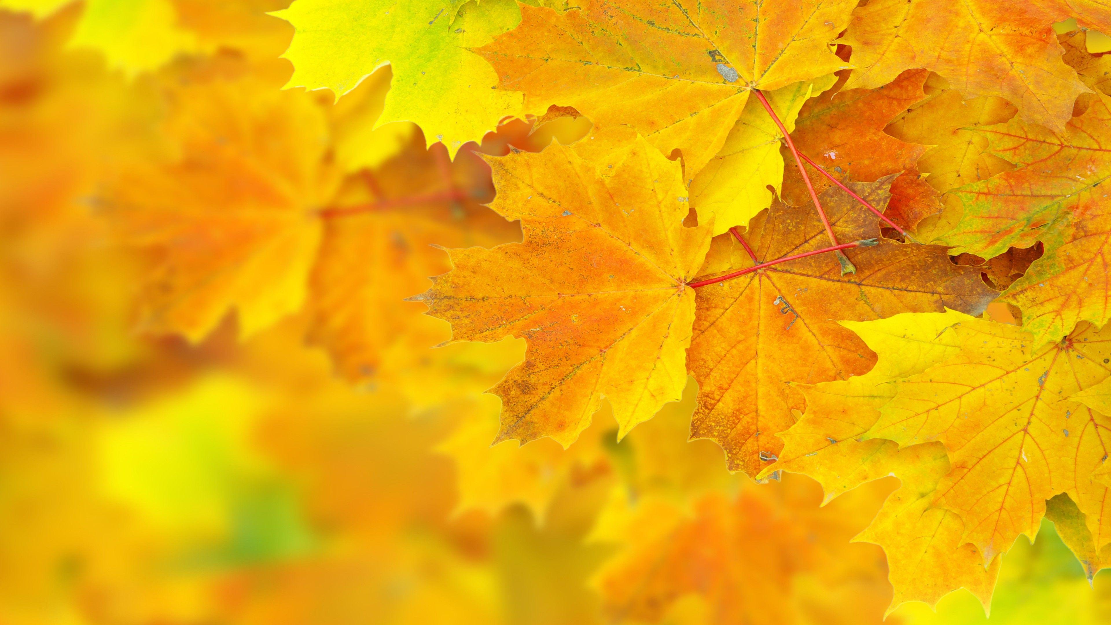 3840x2160 Wallpaper Leaves, 5k, 4k wallpaper, 8k, maple, macro, yellow, Nature