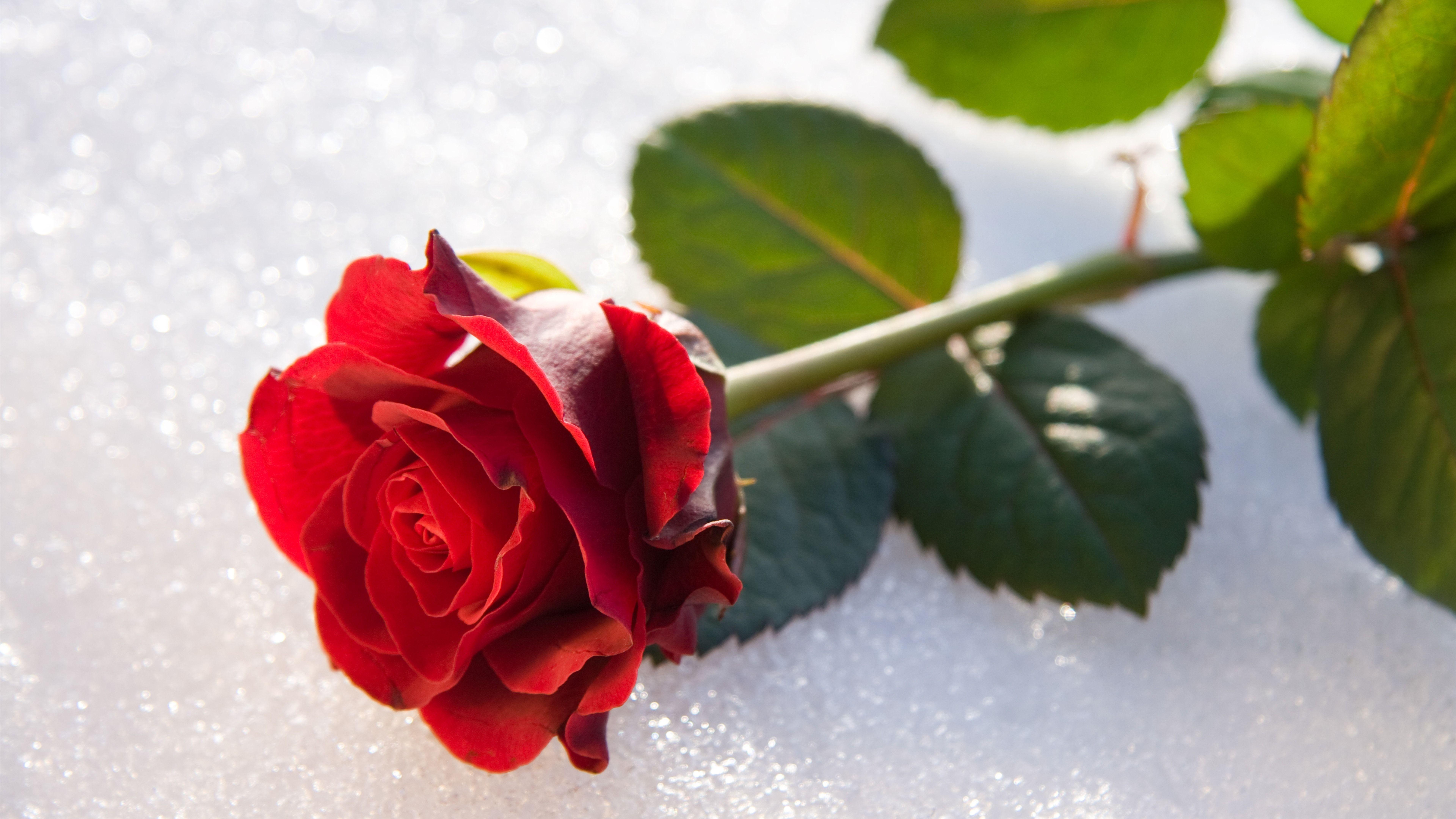 7680x4320 Wallpaper Red rose, petals, stem, leaves 7680x4320 UHD 8K Picture