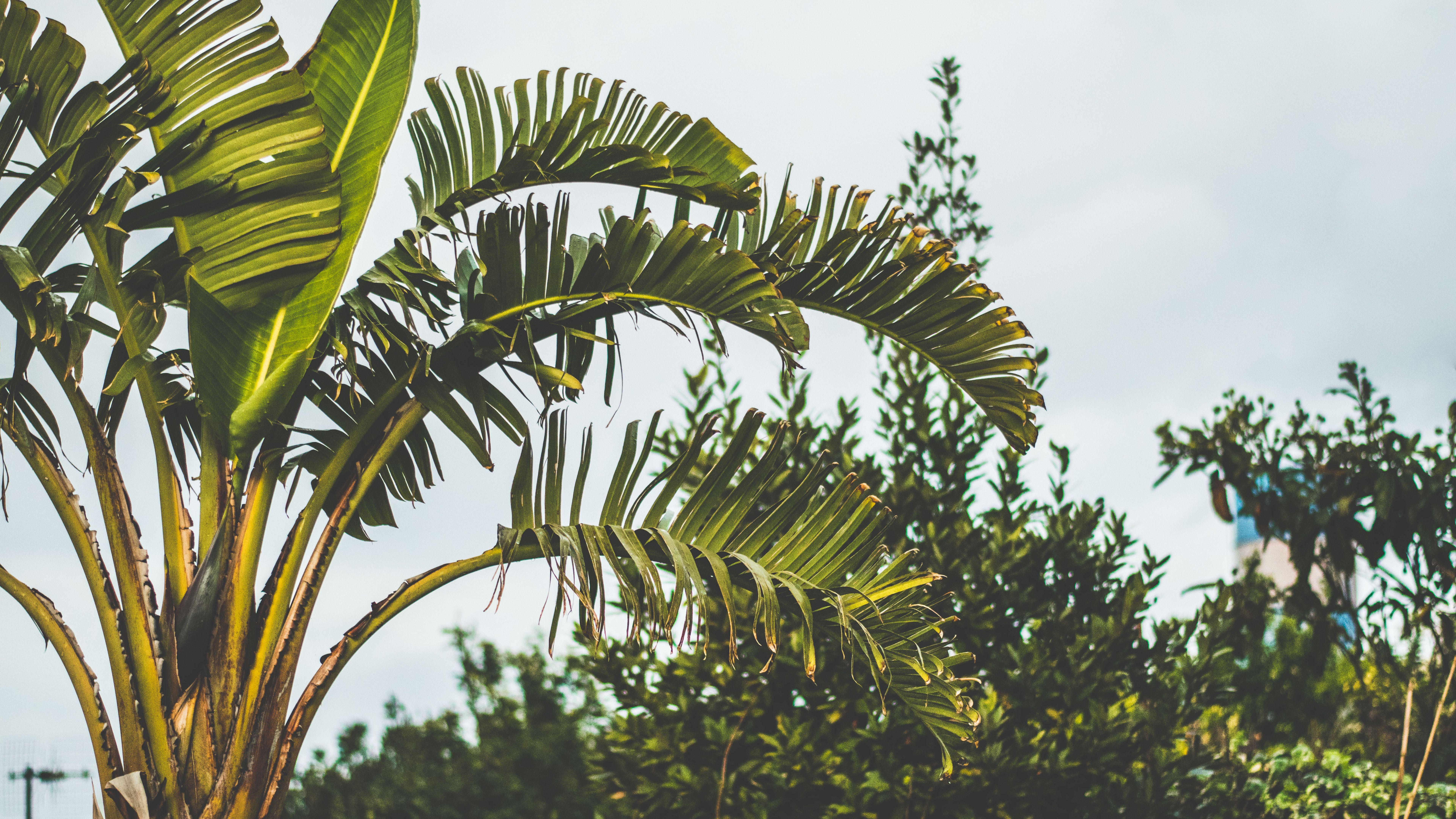 7680x4320 palm tree, branch, leaves 8K Wallpaper, HD Nature 4K