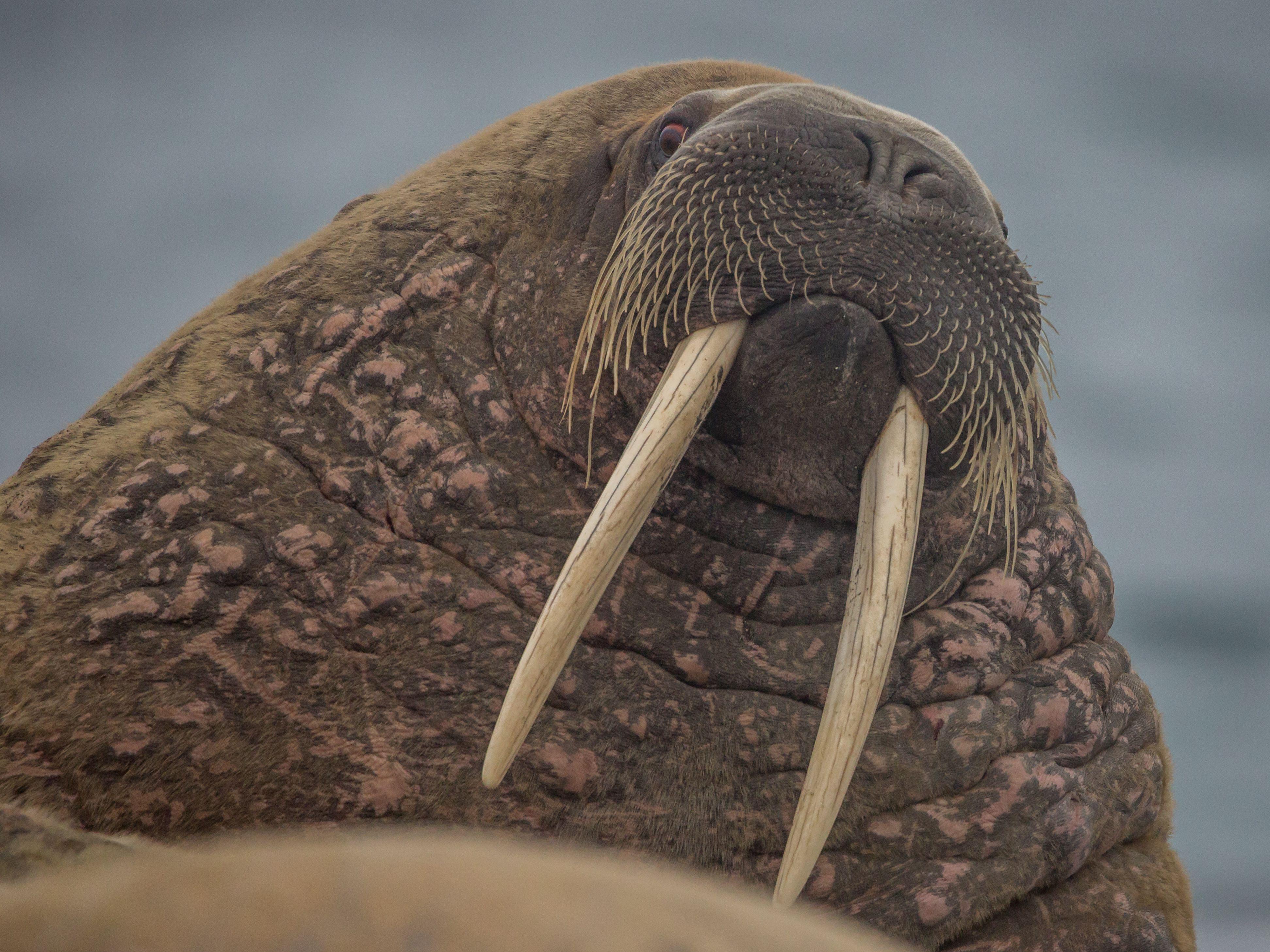 Odobenus Rosmarus Wallpapers Top Free Odobenus Rosmarus Backgrounds