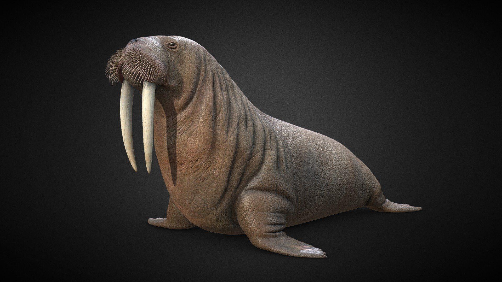 Odobenus Rosmarus Wallpapers Top Free Odobenus Rosmarus Backgrounds