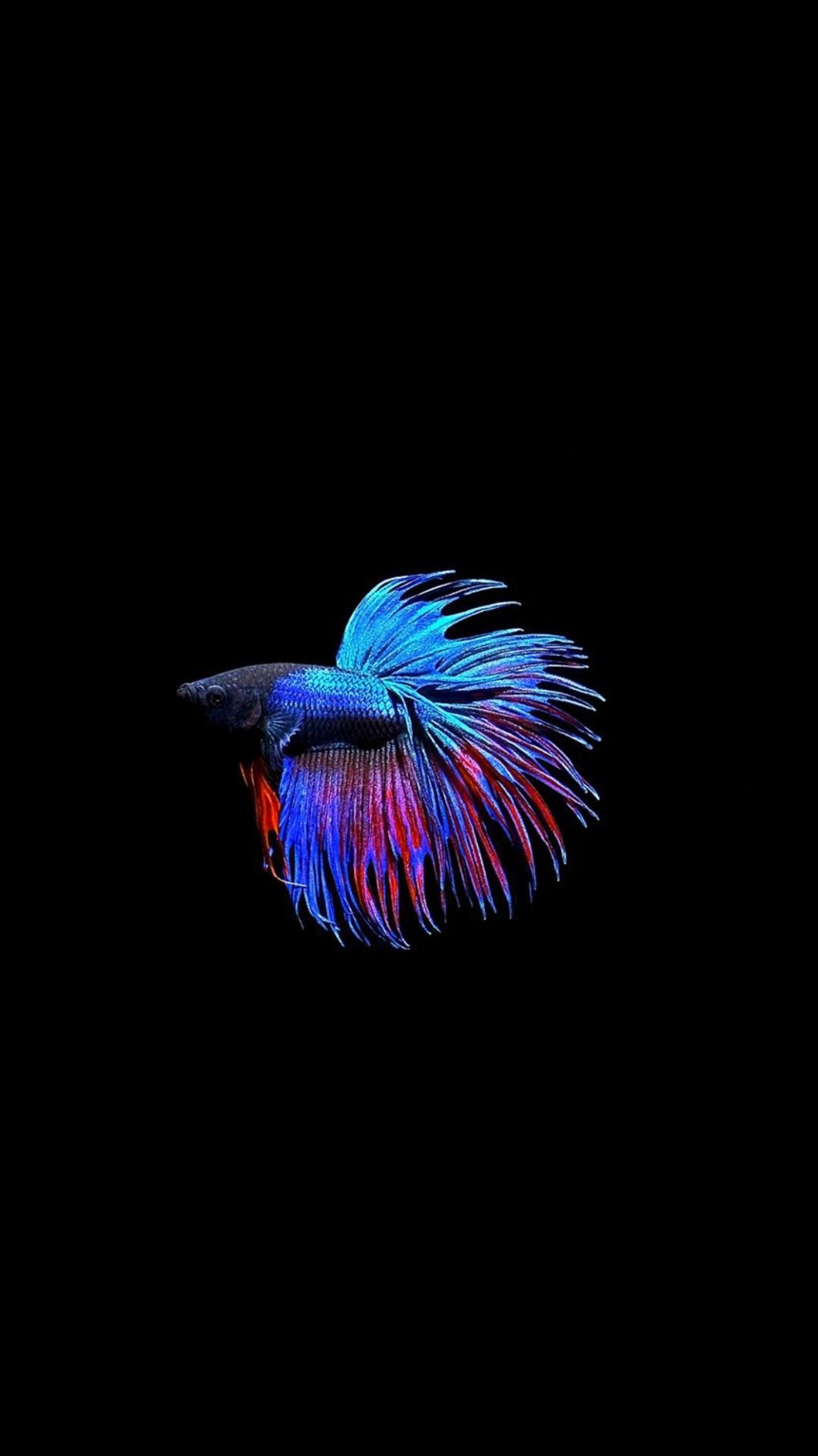 AMOLED Live Wallpapers Top Free AMOLED Live Backgrounds WallpaperAccess