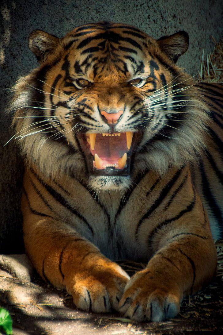 Tiger Roar Wallpapers - Top Free Tiger Roar Backgrounds - WallpaperAccess