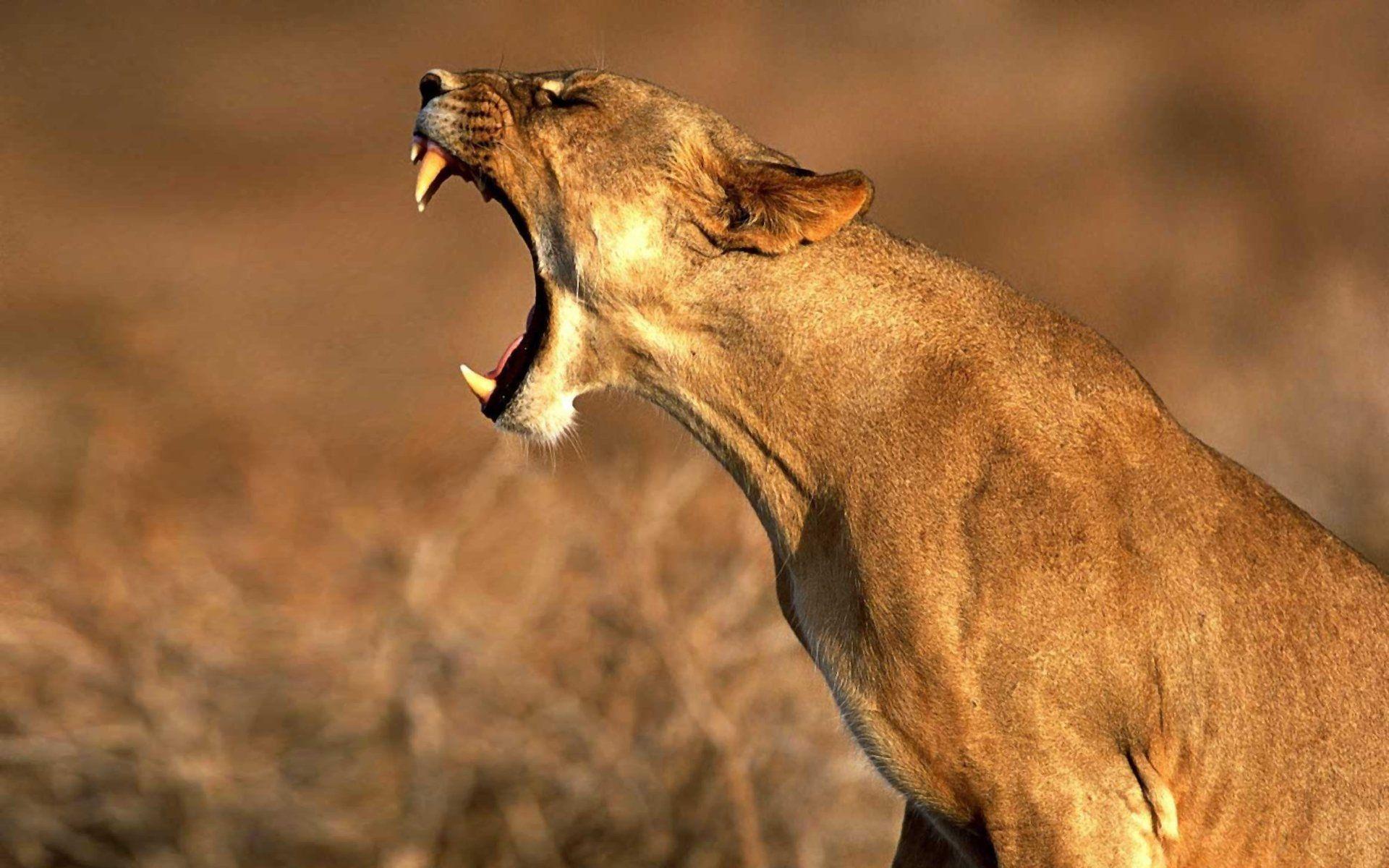 1920x1200 Growling Cougar HD Wallpaper