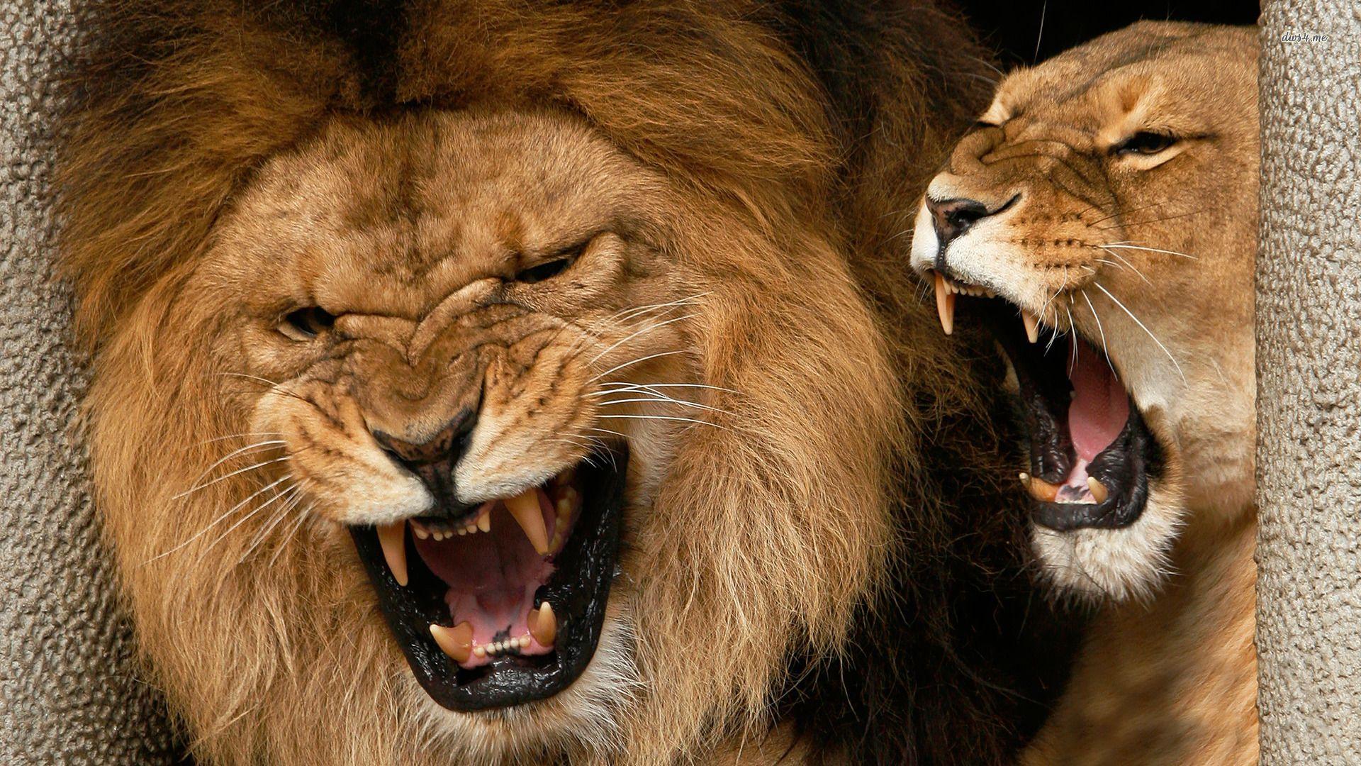 1920x1080 Growling Lions Wallpaper And Lioness Roaring, HD Wallpaper