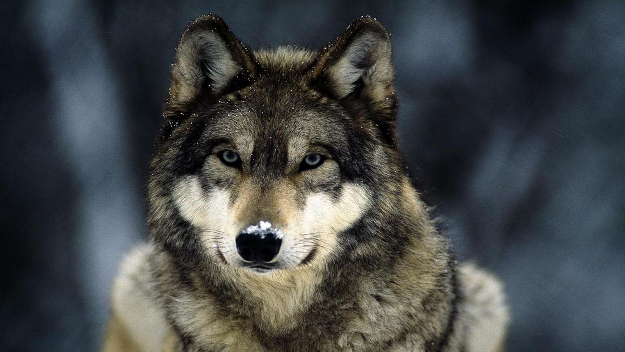 2560x1440 Growling wolf wallpaper