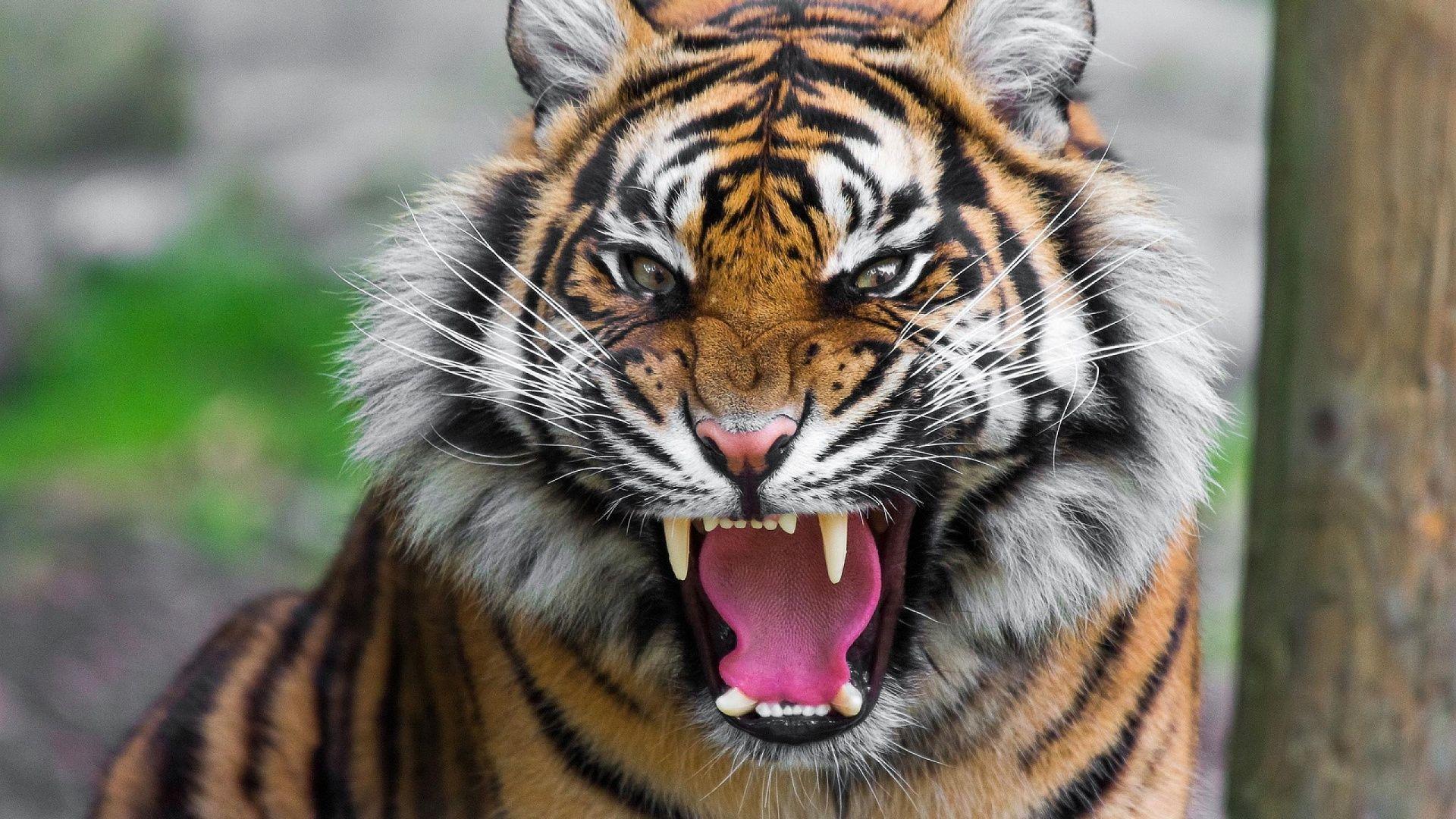 1920x1080 Tiger Roaring Wallpaper