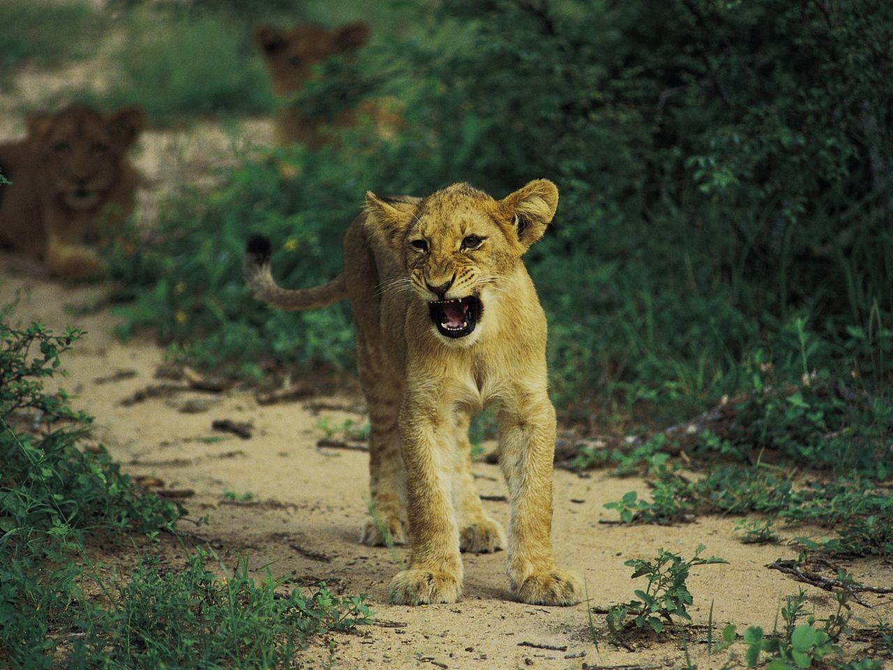 1280x960 Download wallpaper 1280x960 lion, baby, kitten, growling, predator