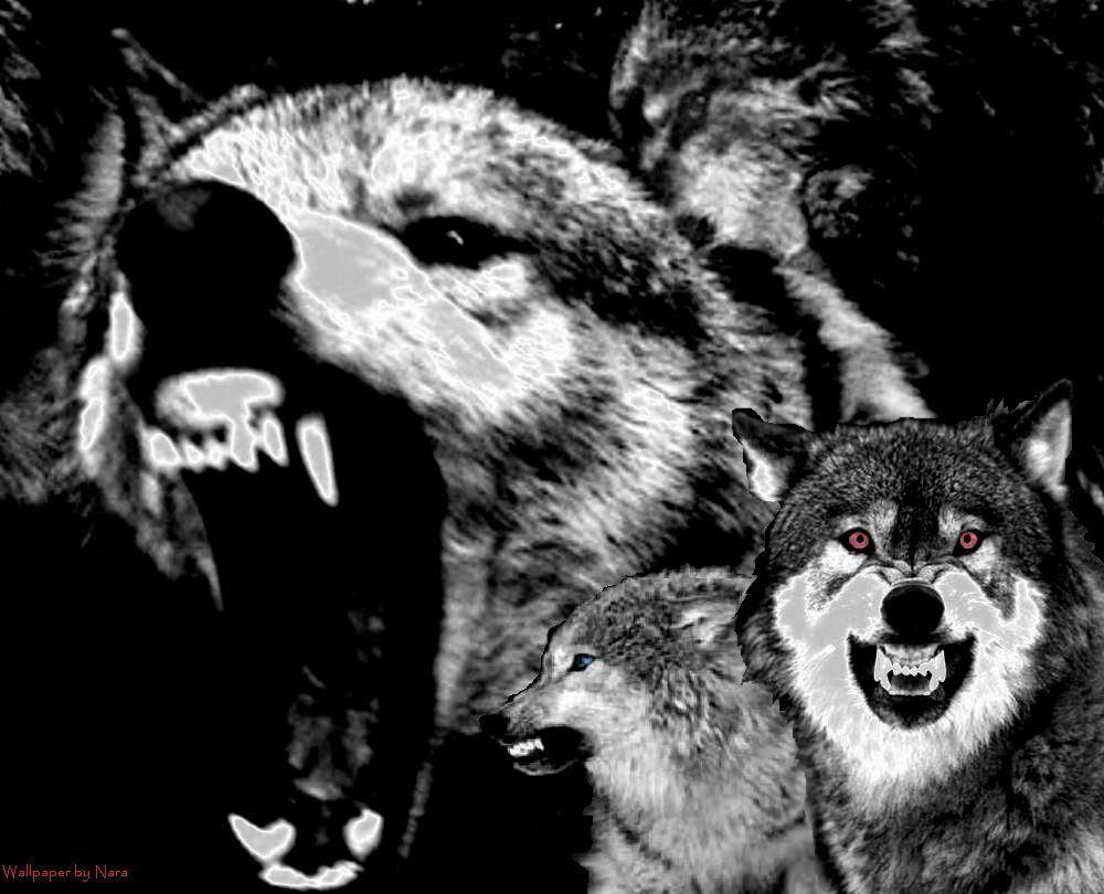 1000x810 Snarling Wolves Wallpaper By Naravo HD Wallpaper #ID69340