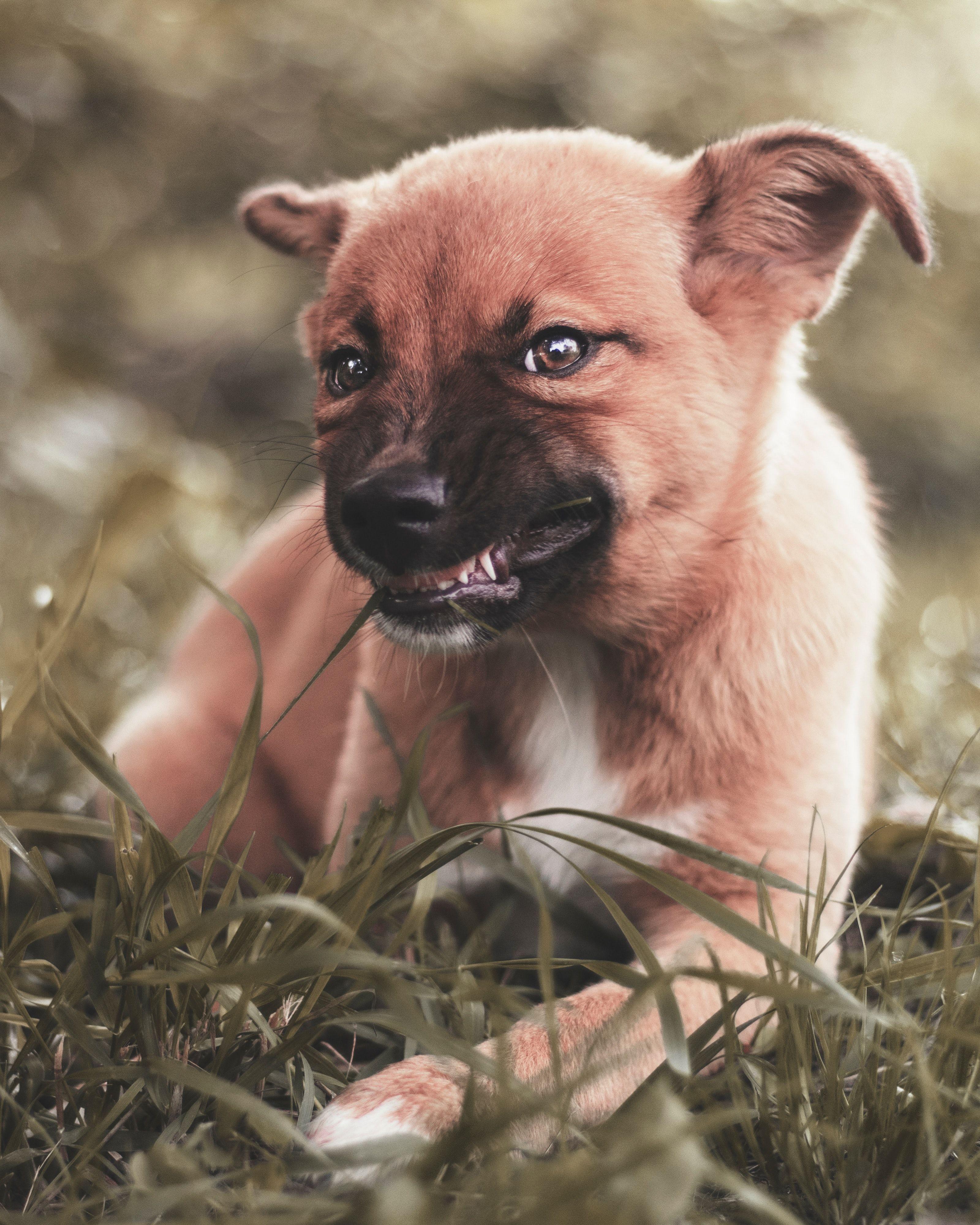 3200x4000 Growling Picture. Download Free Image