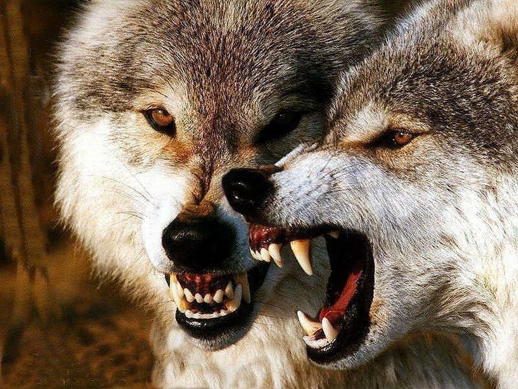 1024x768 White Wolf : 10 picture of growling wolves that will awaken your