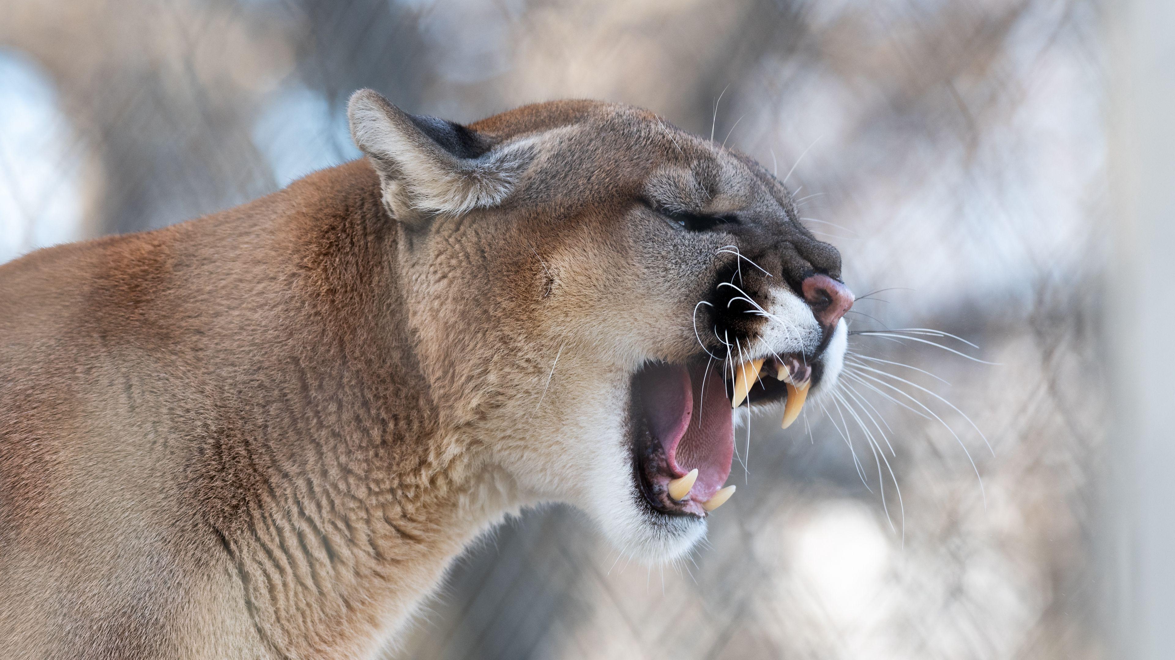 3840x2160 Wallpaper Cougar, Grin, Roar, Predator, Fangs, Wildlife