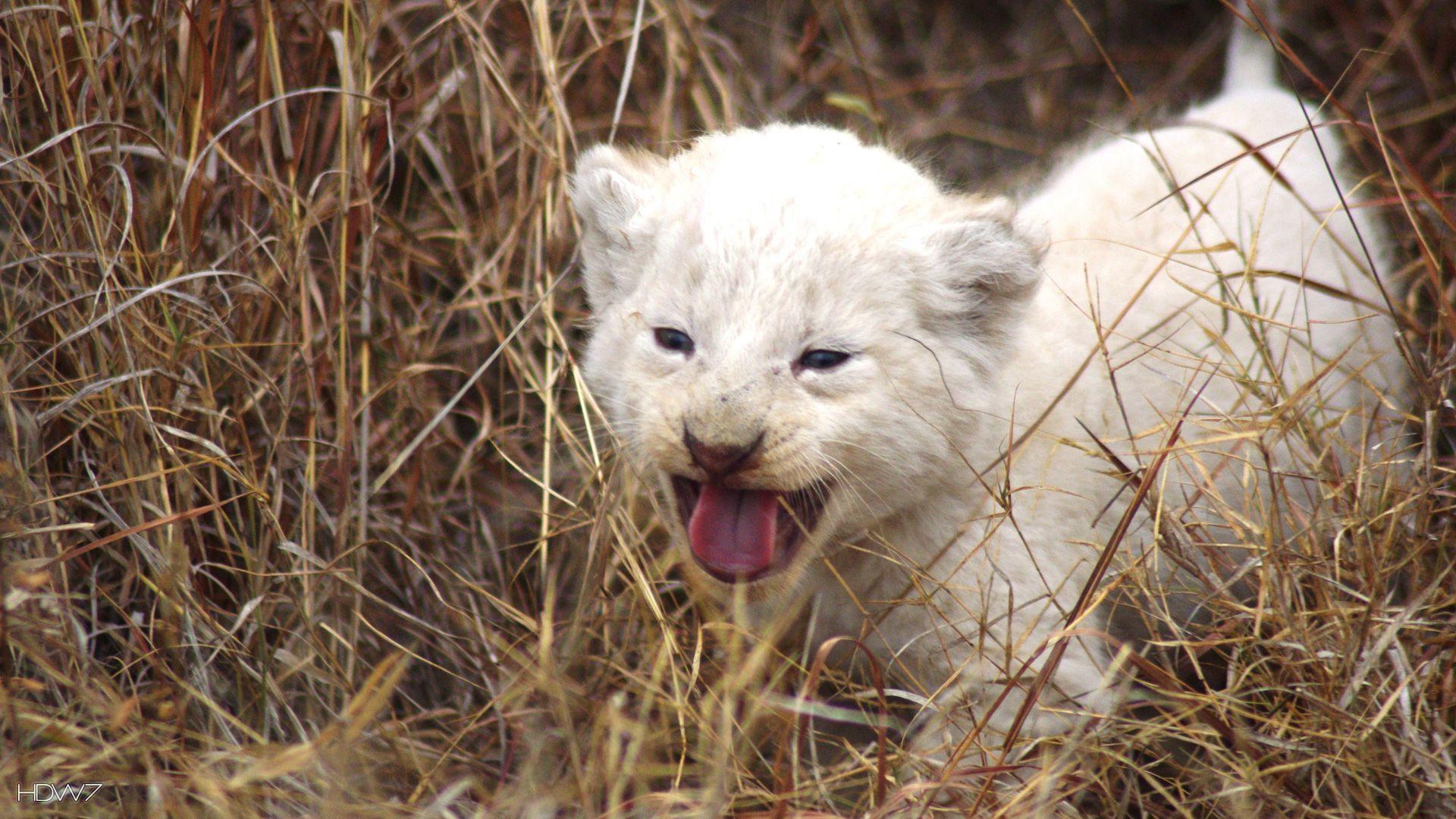 1920x1080 white lion cub growling. HD wallpaper gallery