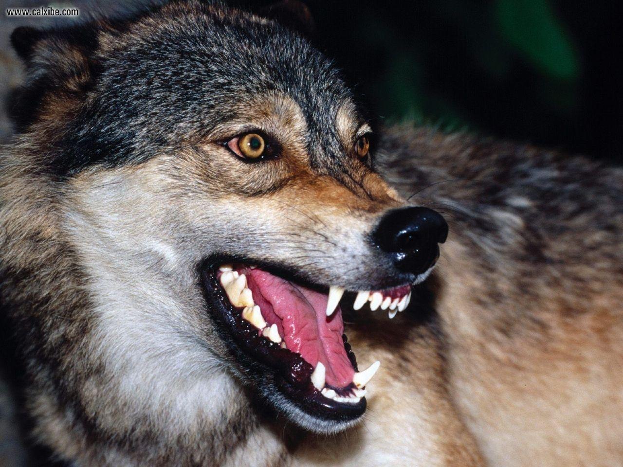 1280x960 Snarl Wallpaper. Snarl Wallpaper