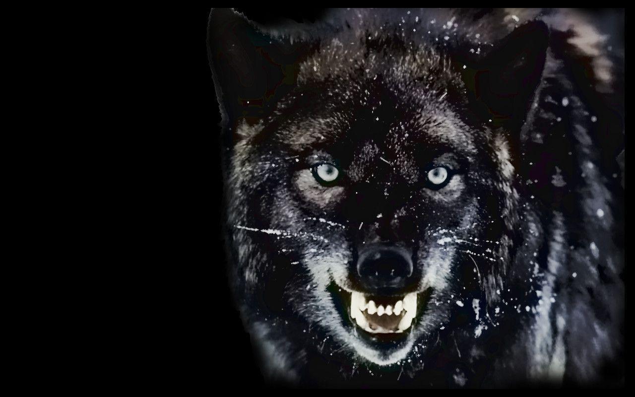 1280x800 Free download Dark Wolf Wallpaper [1280x800] for your Desktop