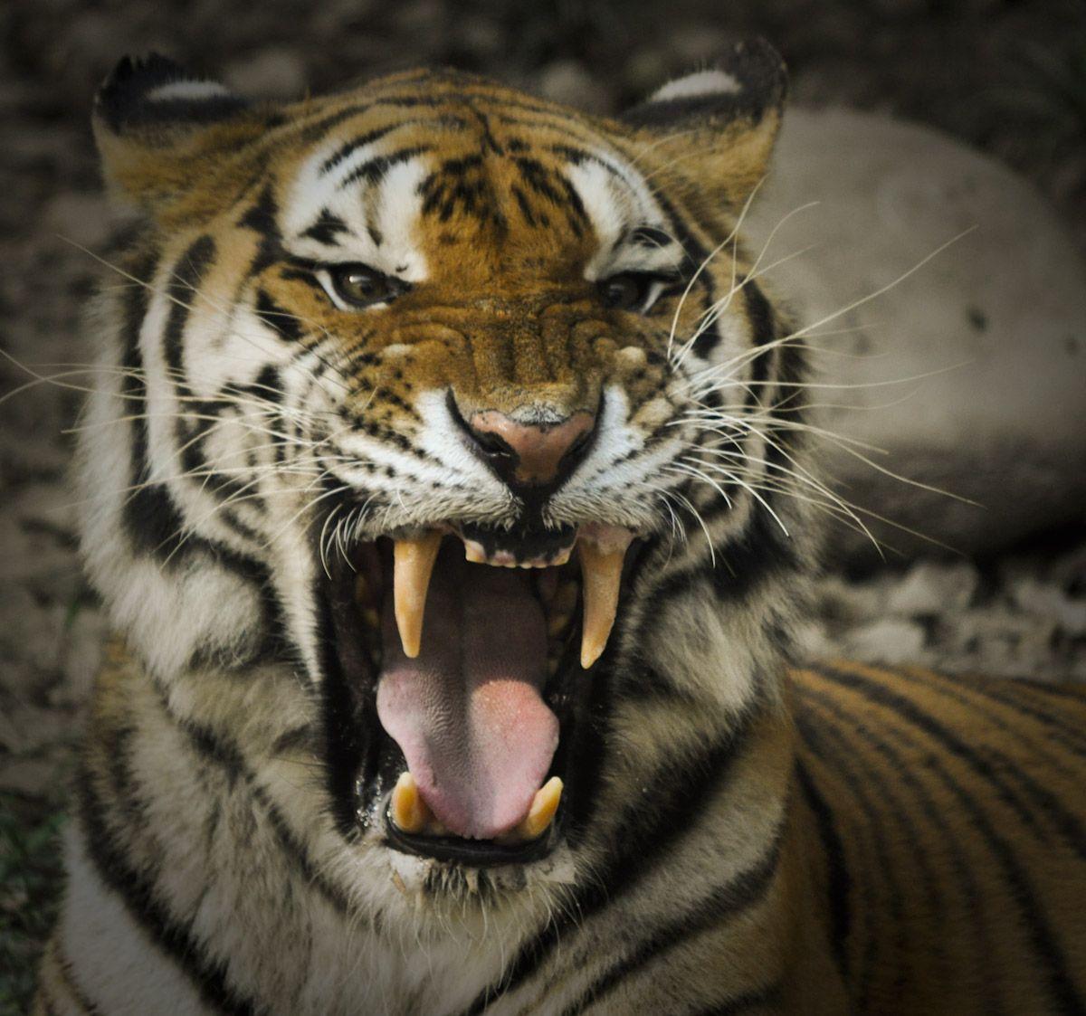 1200x1123 Tiger Roaring Wallpaper Tiger Roar