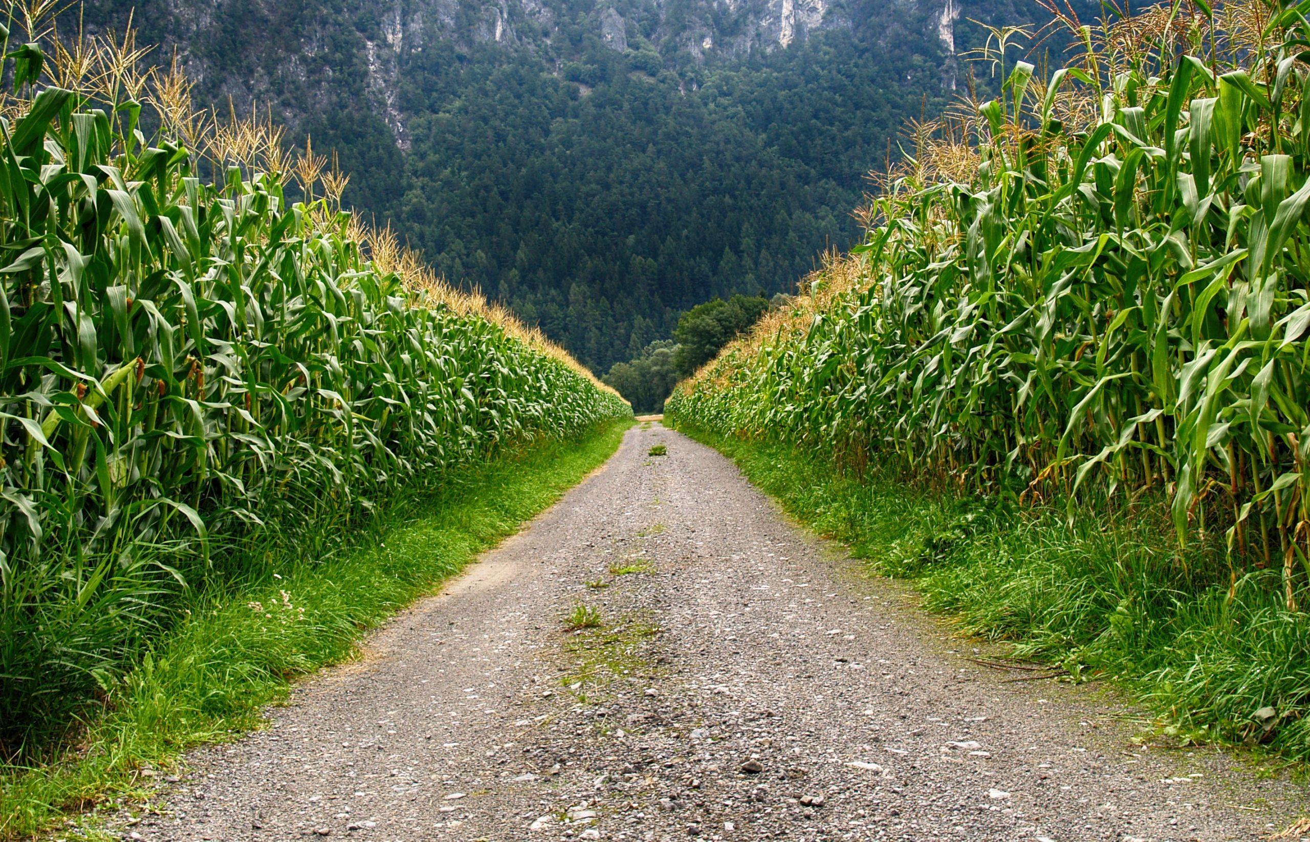2560x1646 Beautiful Village Road Wallpaper Free Download