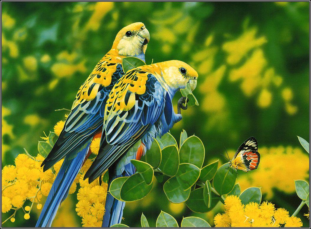 1054x775 Bird Cage Wallpaper