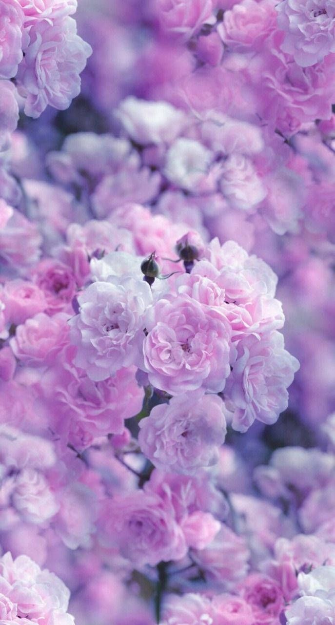 687x1280 Download Aesthetic Purple Flower in full bloom Wallpaper