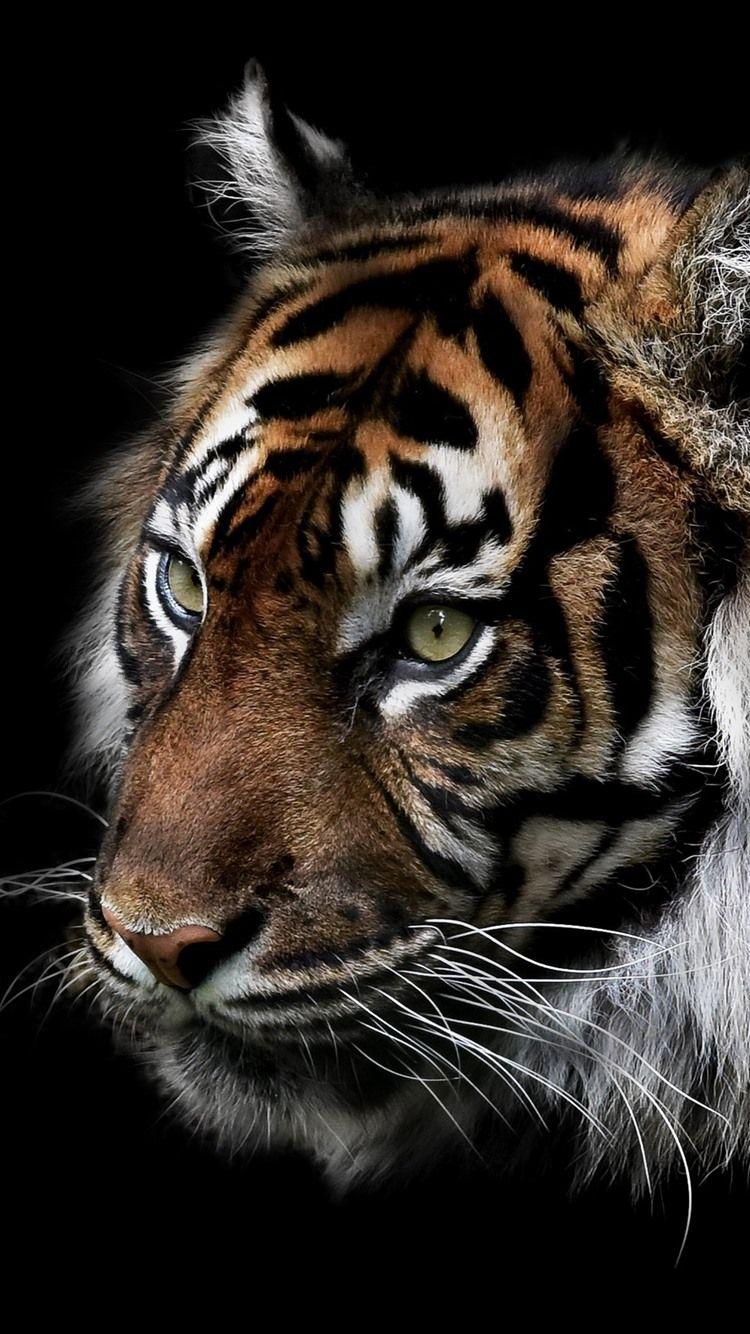 Tiger iPhone HD Wallpapers - Top Free Tiger iPhone HD Backgrounds ...