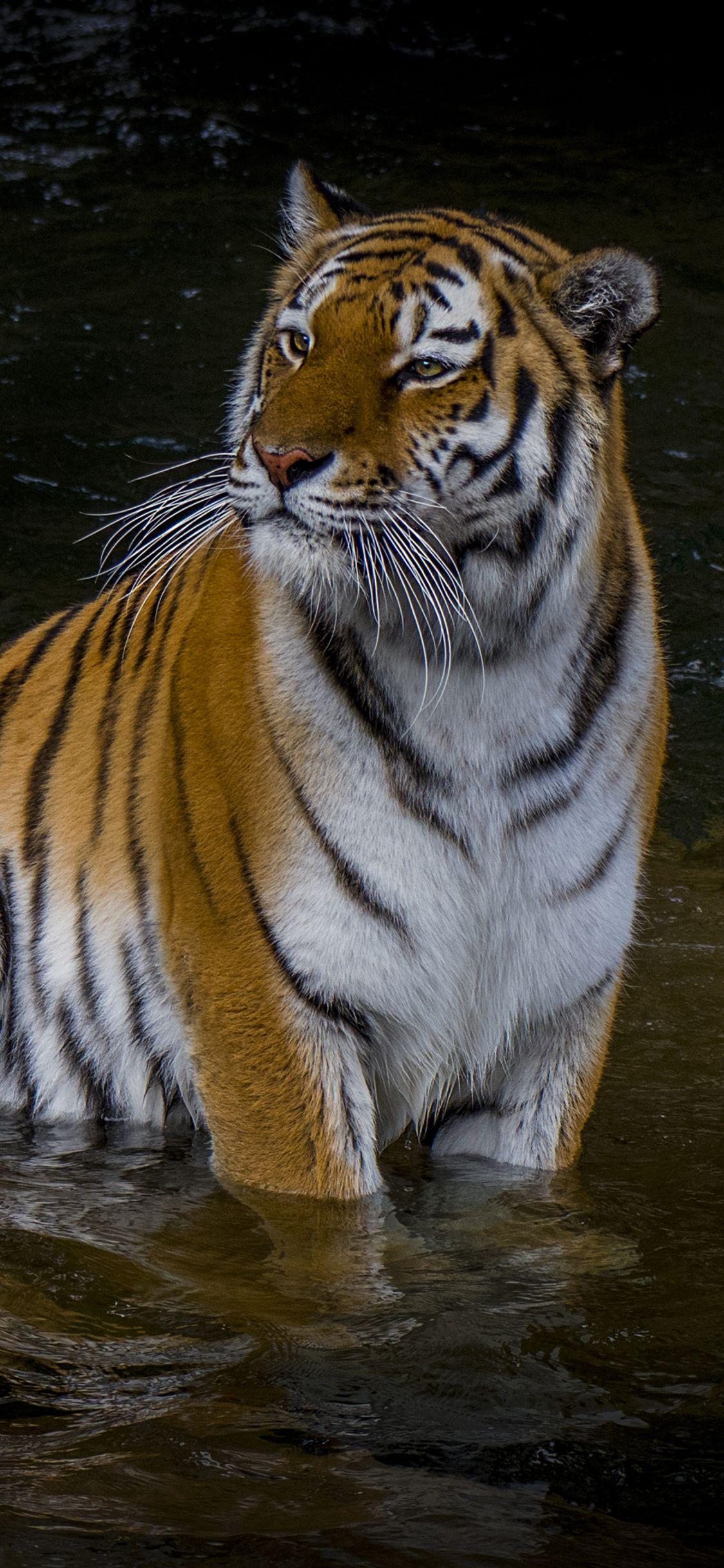 Tiger Iphone Hd Wallpapers - Top Free Tiger Iphone Hd Backgrounds