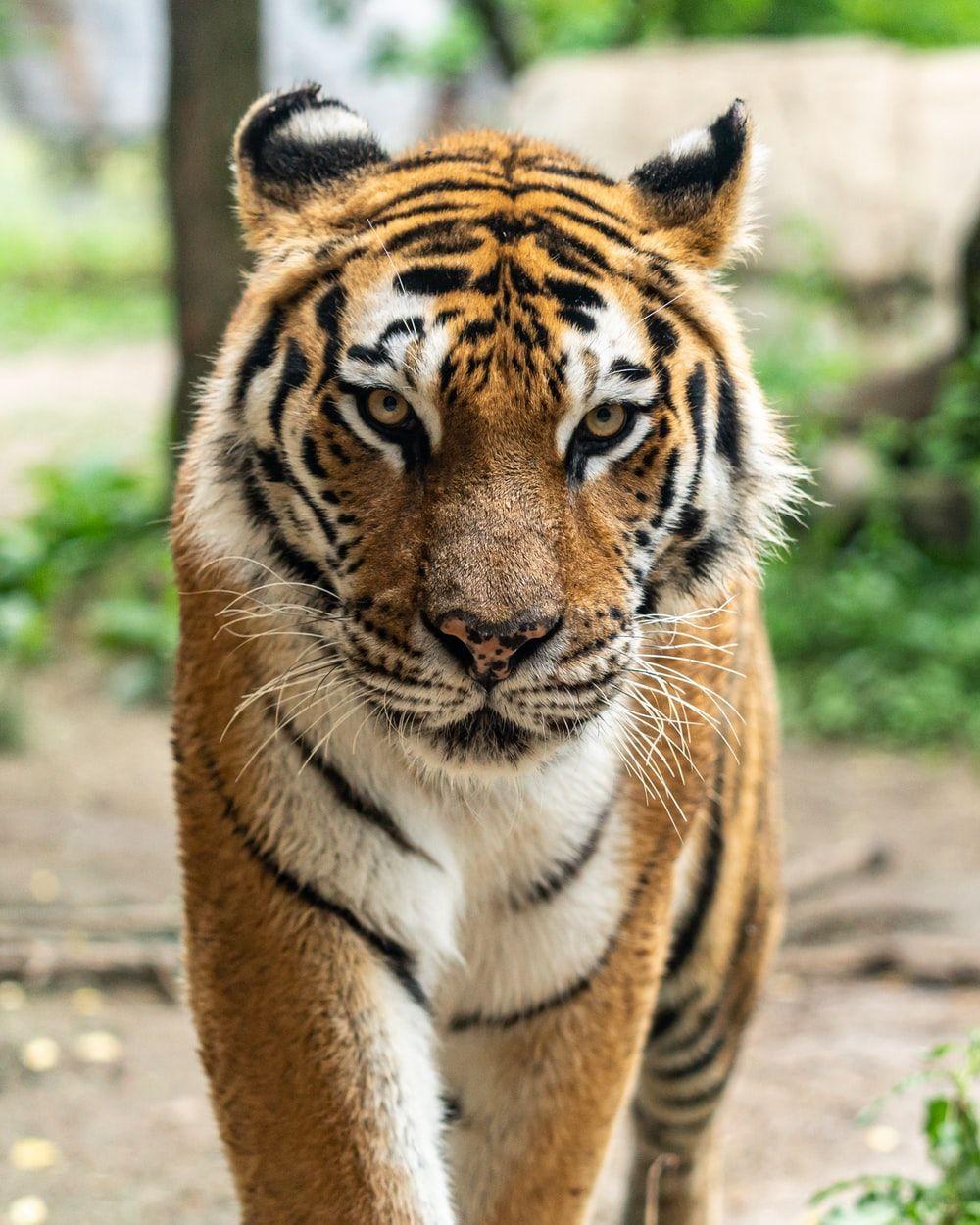 1000x1250 Tiger Picture. Download Free Image