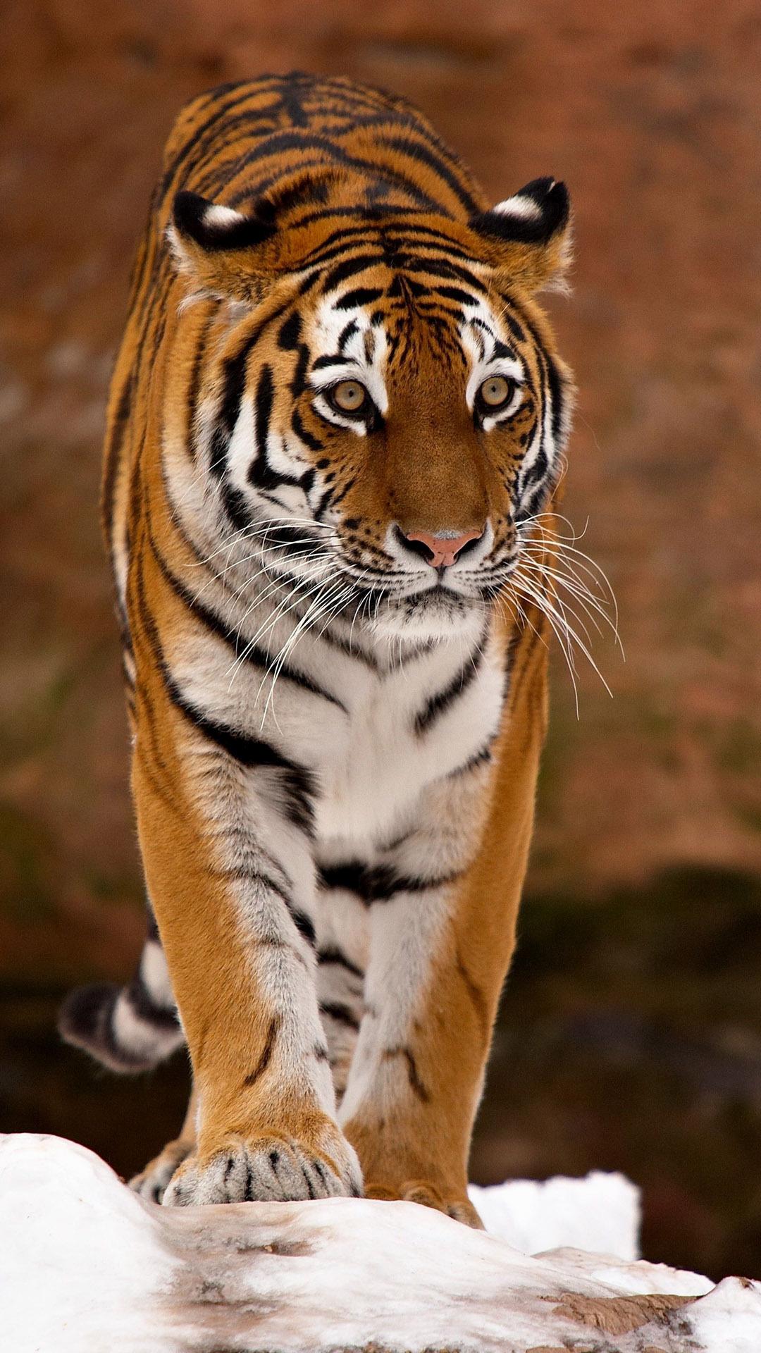Tiger iPhone HD Wallpapers - Top Free Tiger iPhone HD Backgrounds
