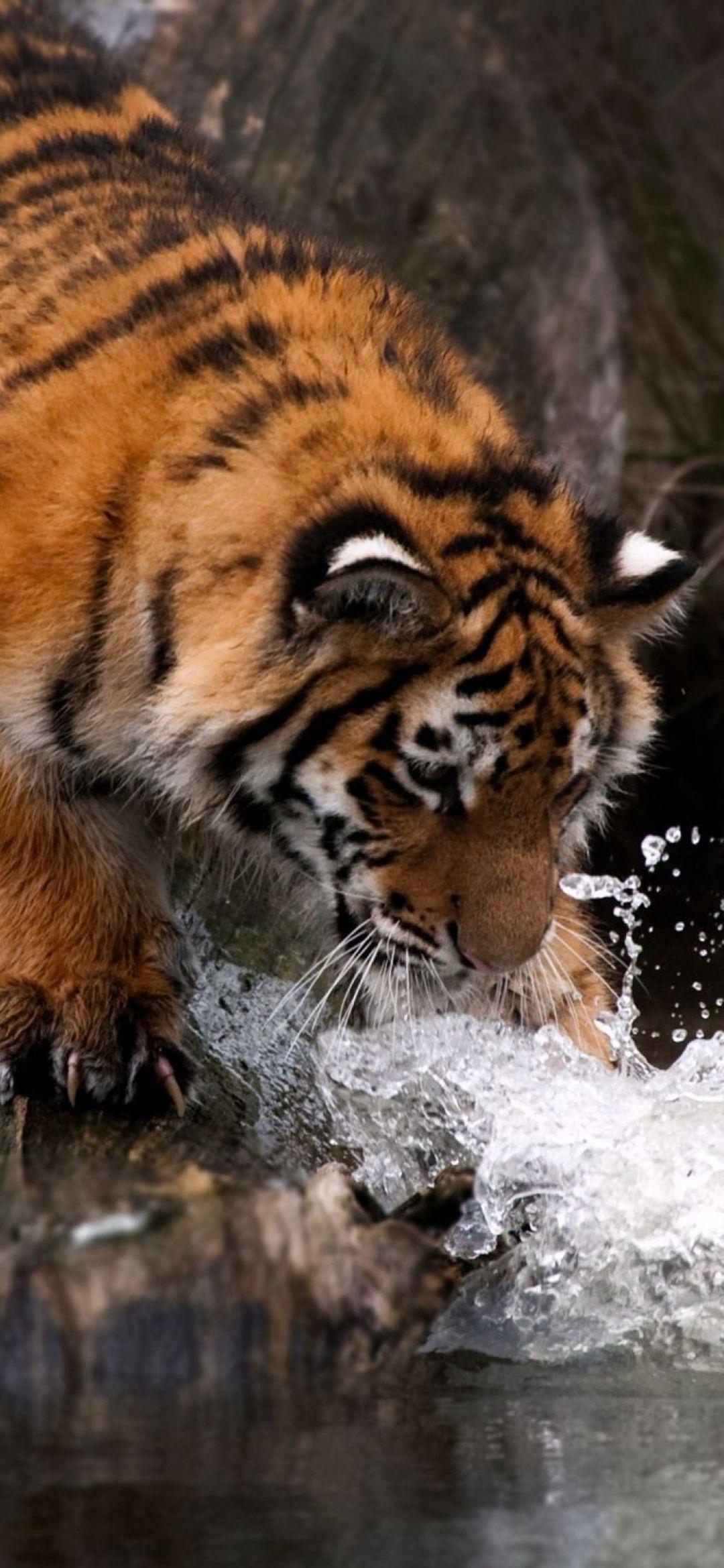 1080x2339 Tiger iPhone, iPhone, Desktop HD Background