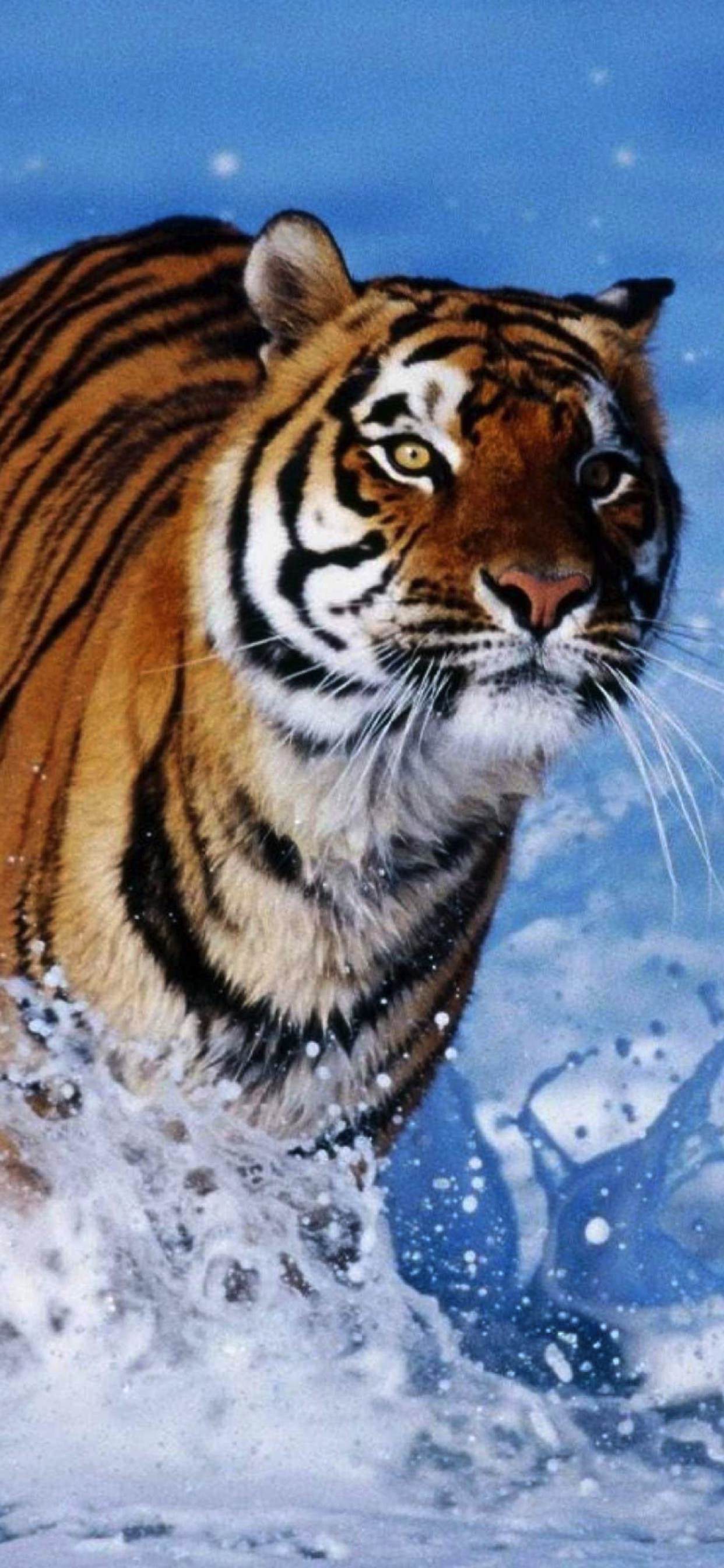 Tiger iPhone HD Wallpapers Top Free Tiger iPhone HD Backgrounds WallpaperAccess