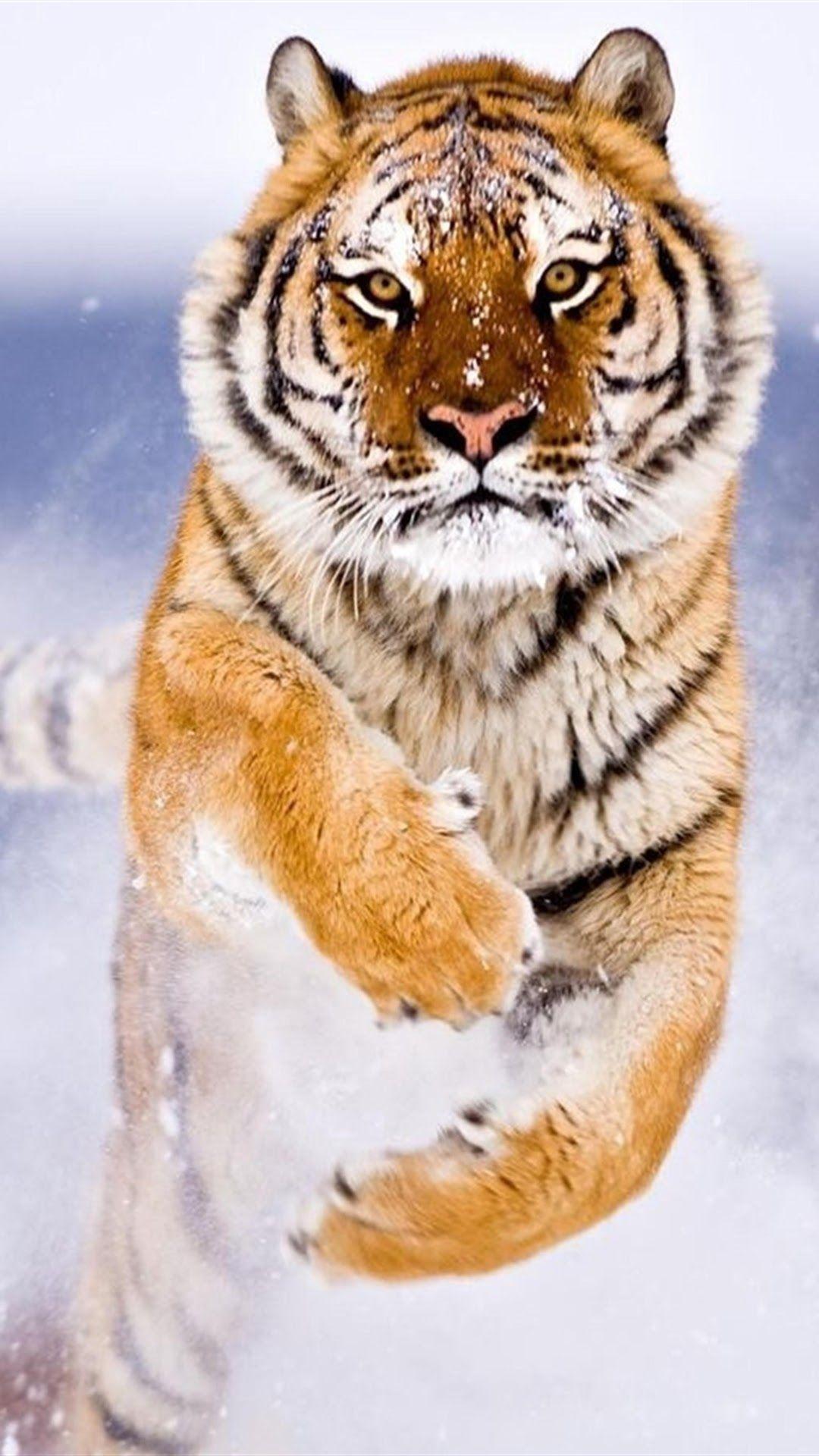 1080x1920 Tiger Running 8K 7680x4320 Wallpaper